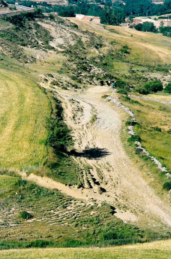 Photo showing: Livestock drove in the outskirts of Oncala, Soria, Castile and León, Spain