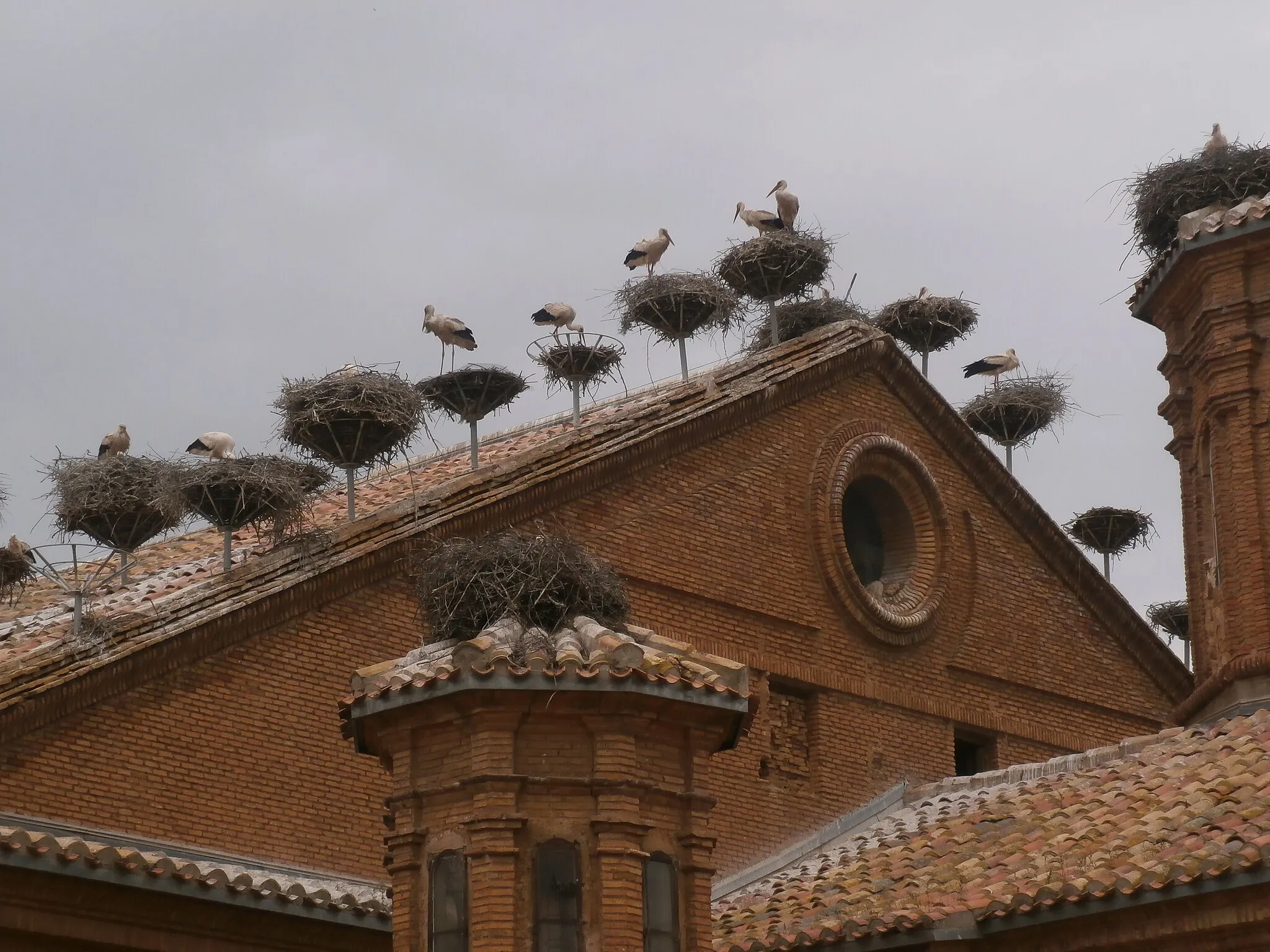 Photo showing: Cigonyes al campanar de Alfaro a la comunitat de Alfaro. Aquest poble es el regne de les cigonyes.