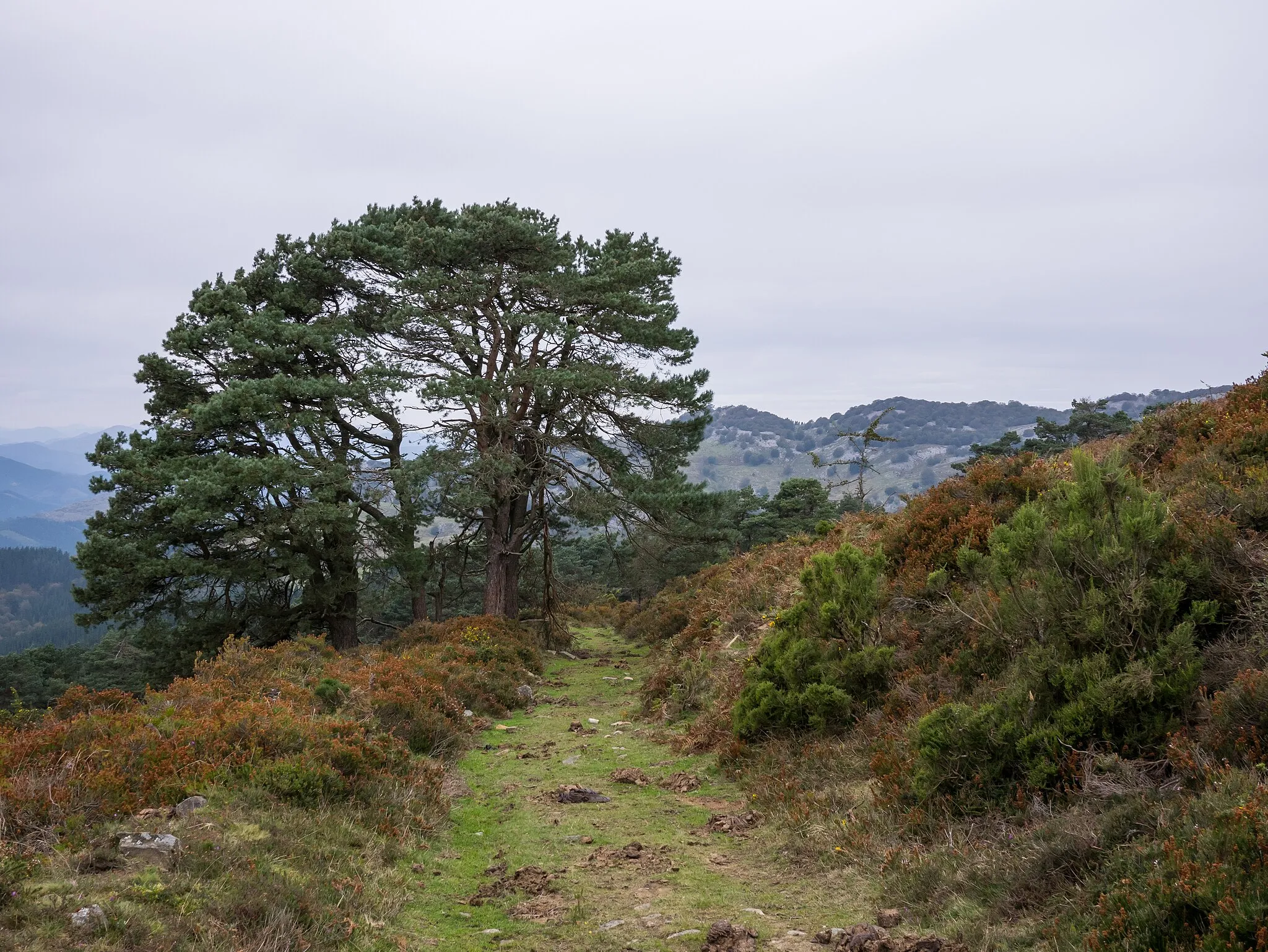 Photo showing: Mountain trail near summit of Saibigain. Biscay, Basque Country, Spain