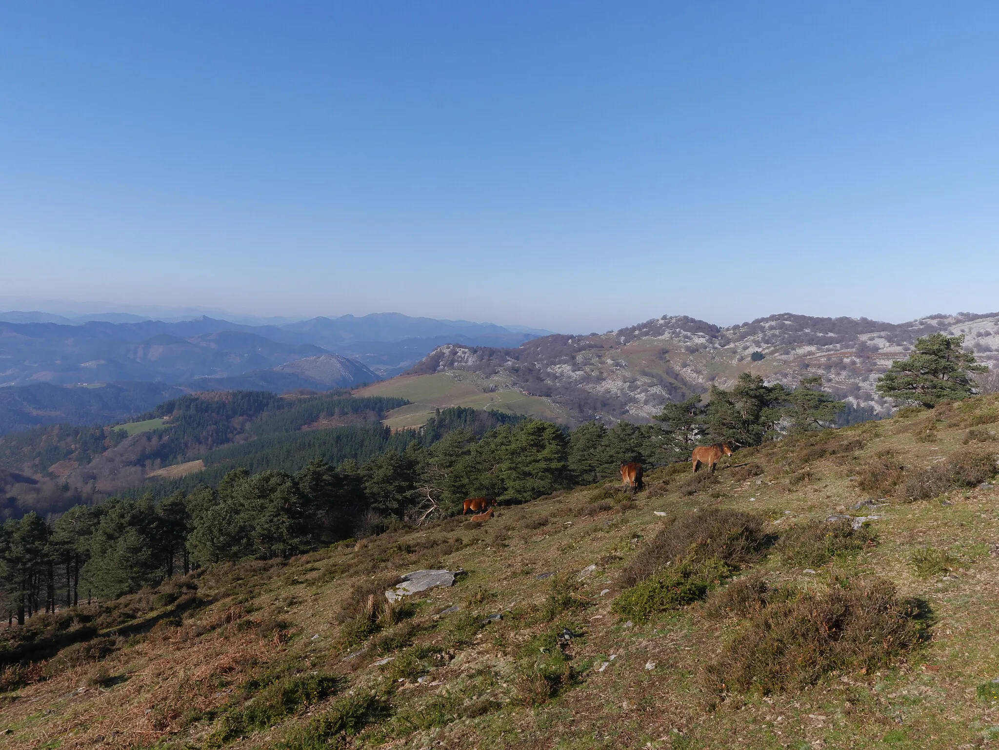 Photo showing: Landschaft im Baskenland, vom Saibigain aus gesehen. Frei grasende Pferde. Vizcaya, Baskenland, Spanien