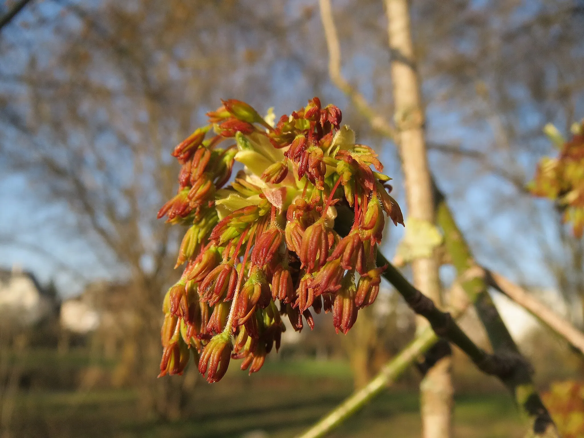 Photo showing: Eschen-Ahorn (Acer negundo) an der Saar in Saarbrücken