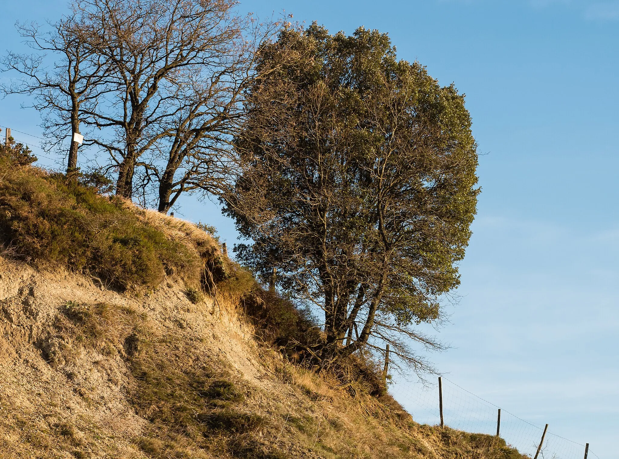 Photo showing: A holm oak (Quercus ilex) on the right and Portuguese oaks (Quercus faginea) on a cliff at the former Vitoria mountain pass. Álava, Basque Country, Spain