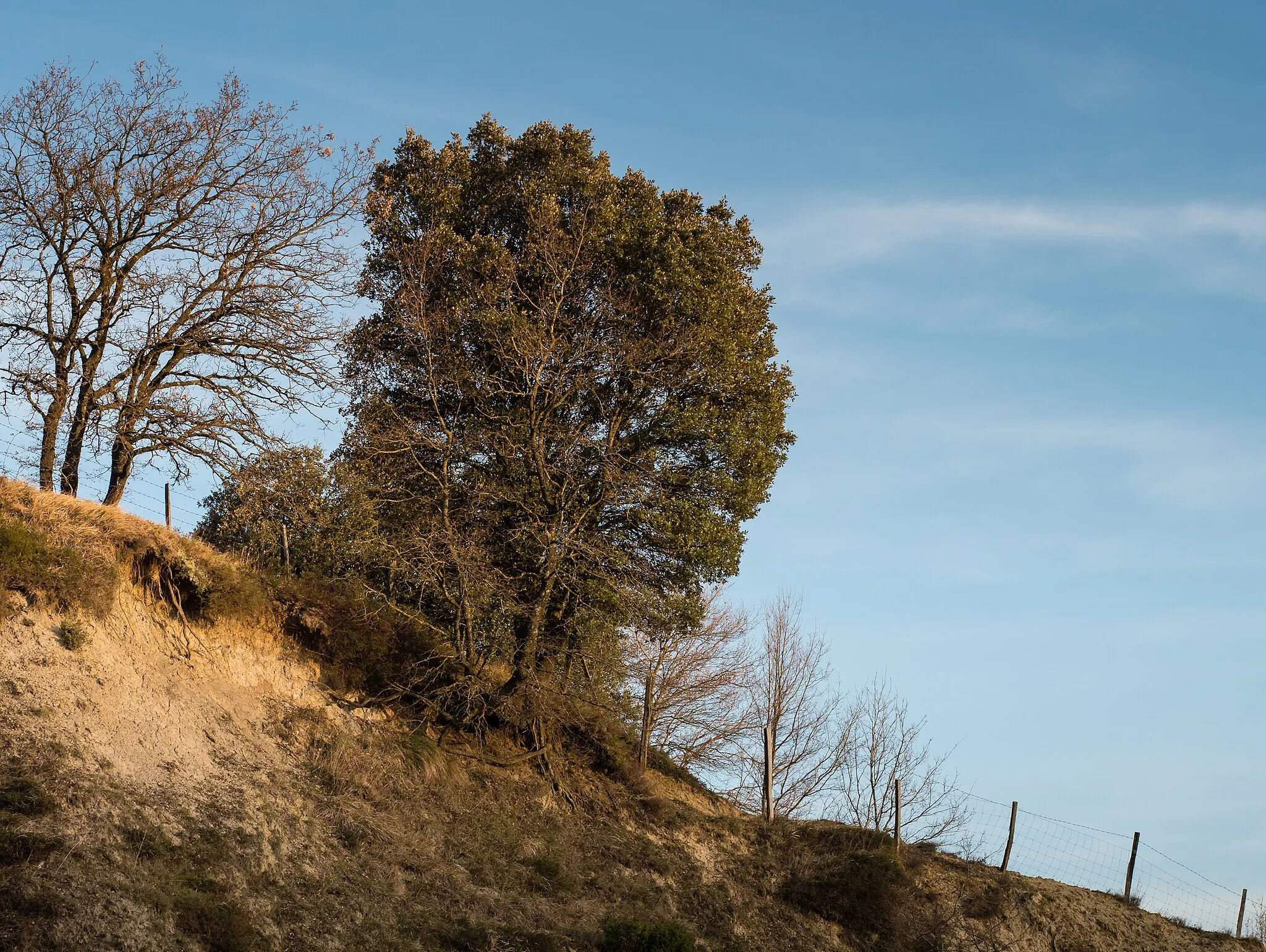 Photo showing: A holm oak (Quercus ilex) on the right and Portuguese oaks (Quercus faginea) on a cliff at the former Vitoria mountain pass. Álava, Basque Country, Spain