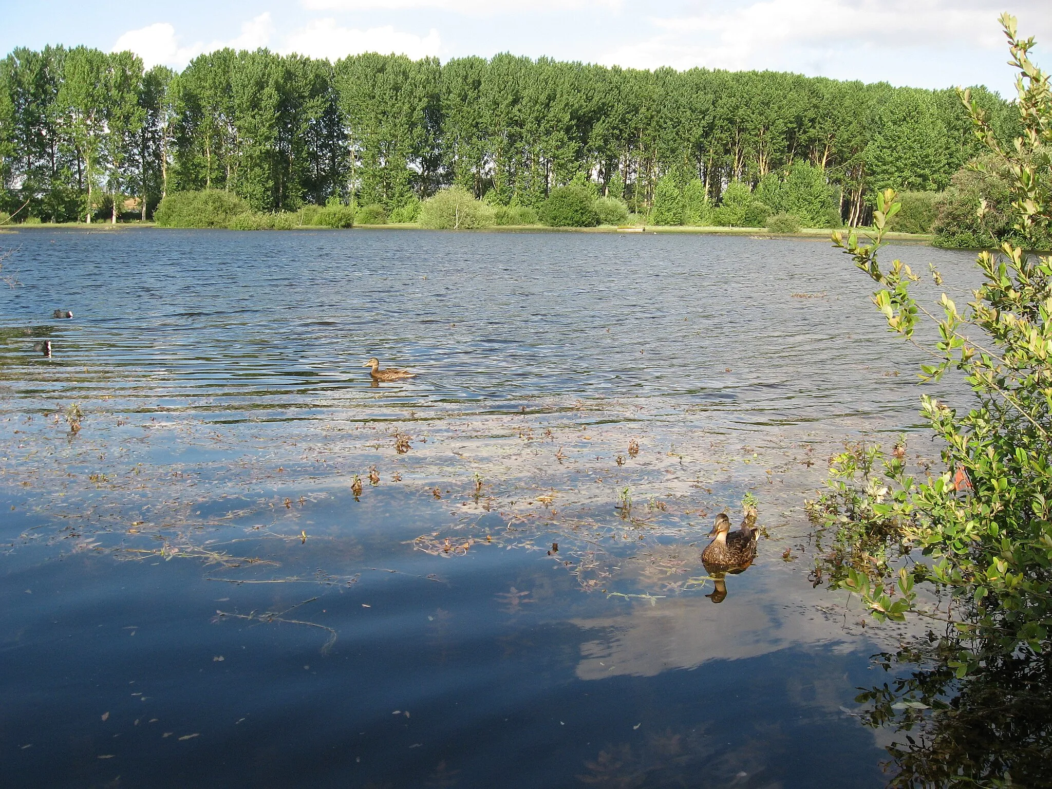 Photo showing: Wetlands pond lagoon,  with ducks (Anas platyrhynchos)
In the 'Salburua wetlands nature preserve, Vitoria-Gasteiz, Basque Autonomous Community, northern Spain.