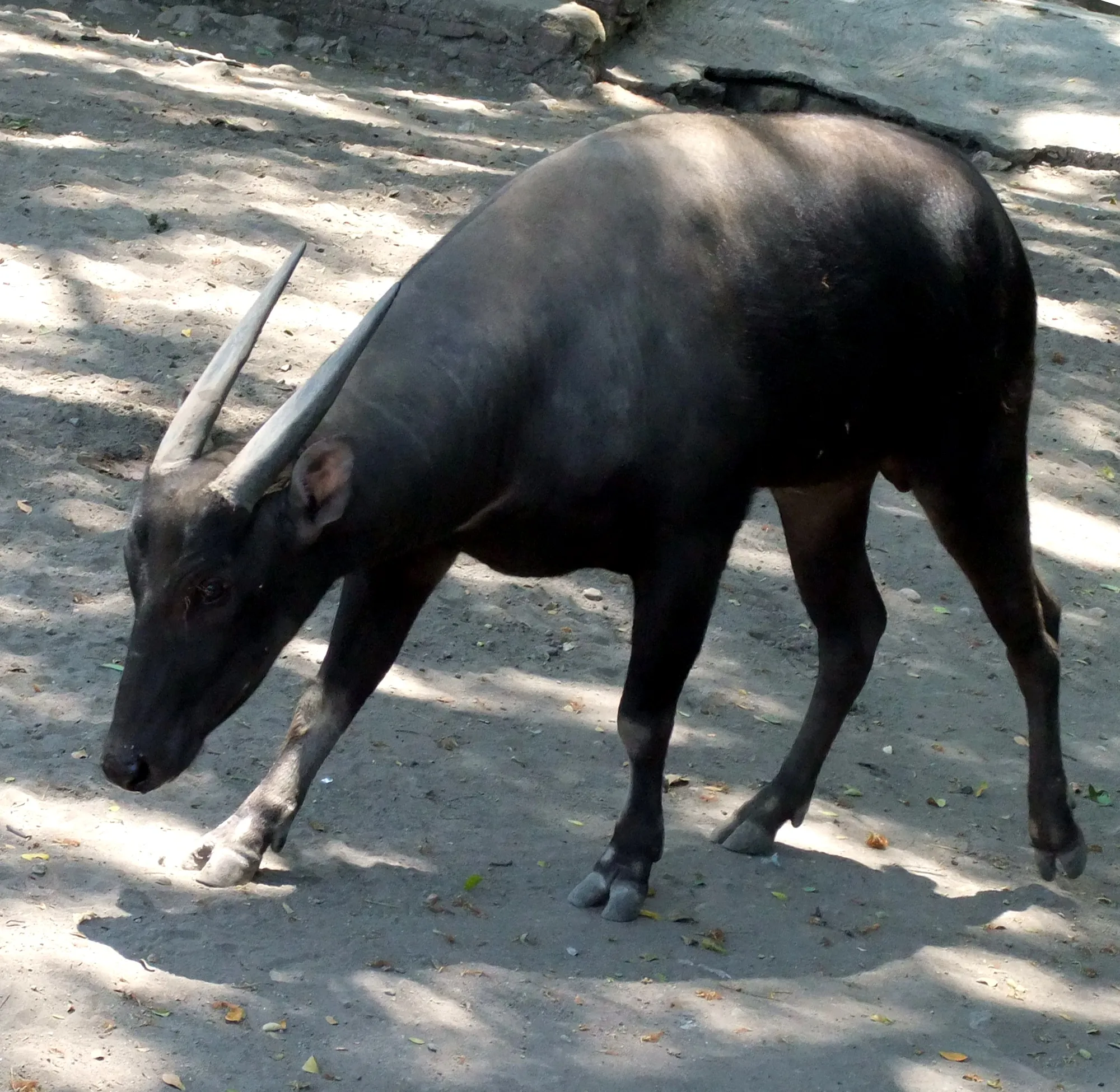 Photo showing: Anoa, Surabaya Zoo