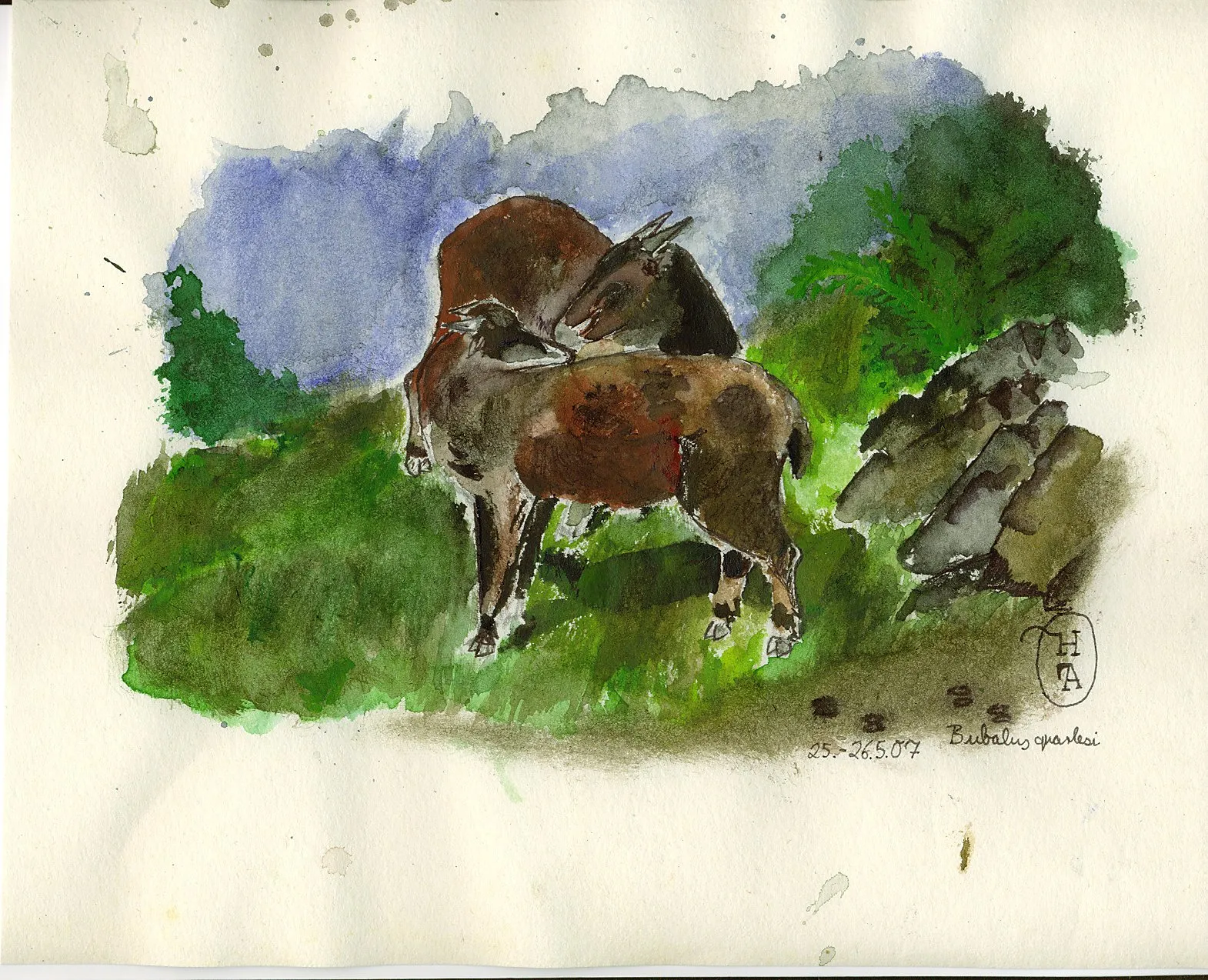 Photo showing: Mountain Anoa (Watercolour, fineliner, pencil)