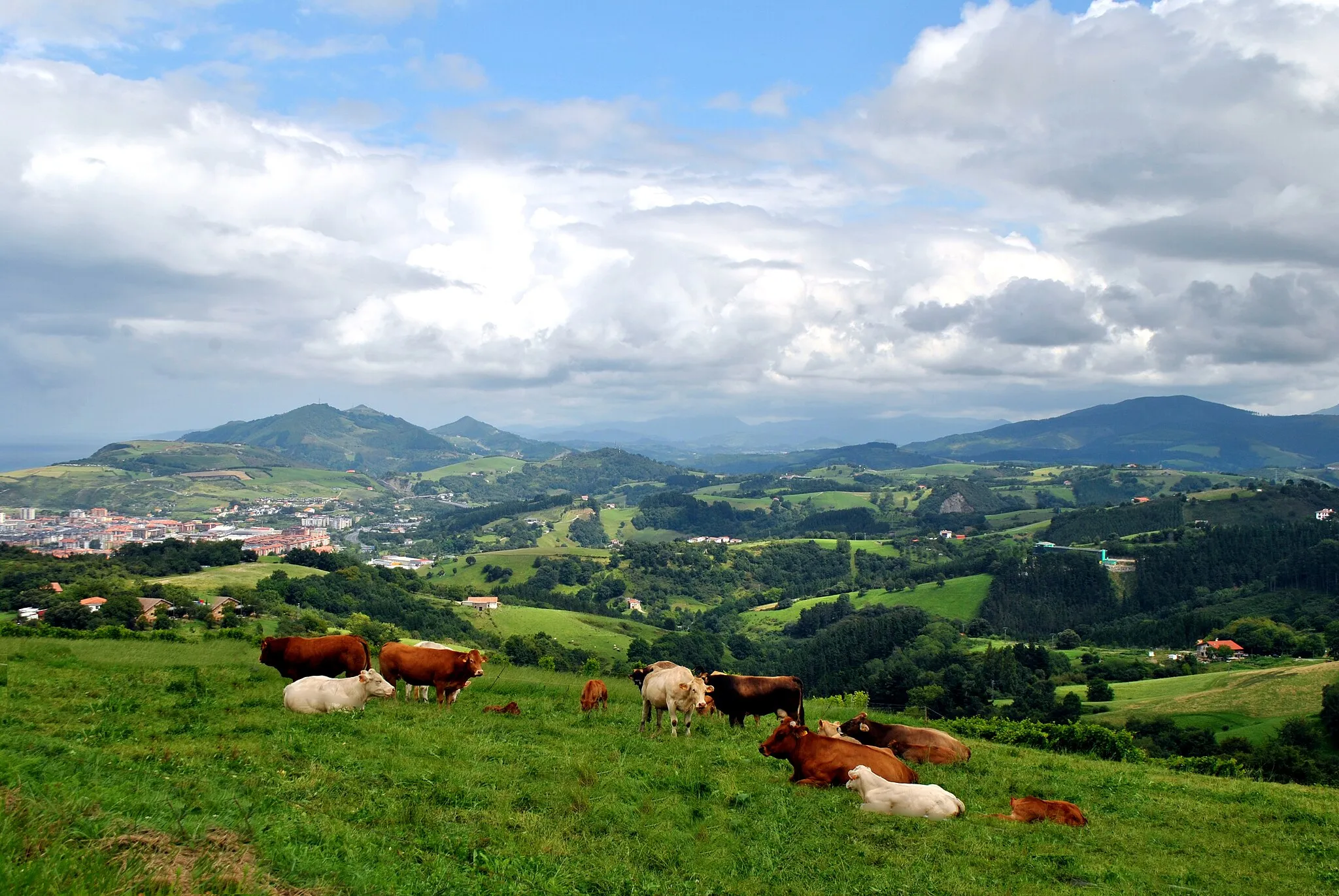 Photo showing: Camps verds i més vaques al petit poble de Oma, Euskal Herria.