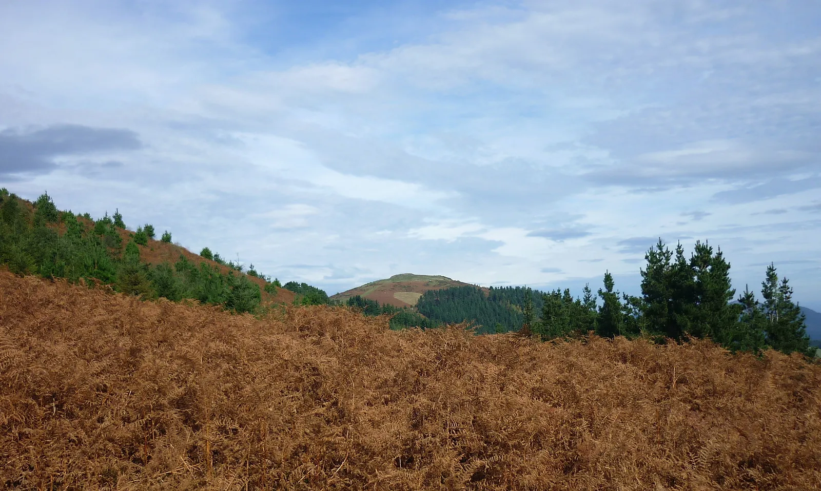 Photo showing: Kalamua, Akondiatik