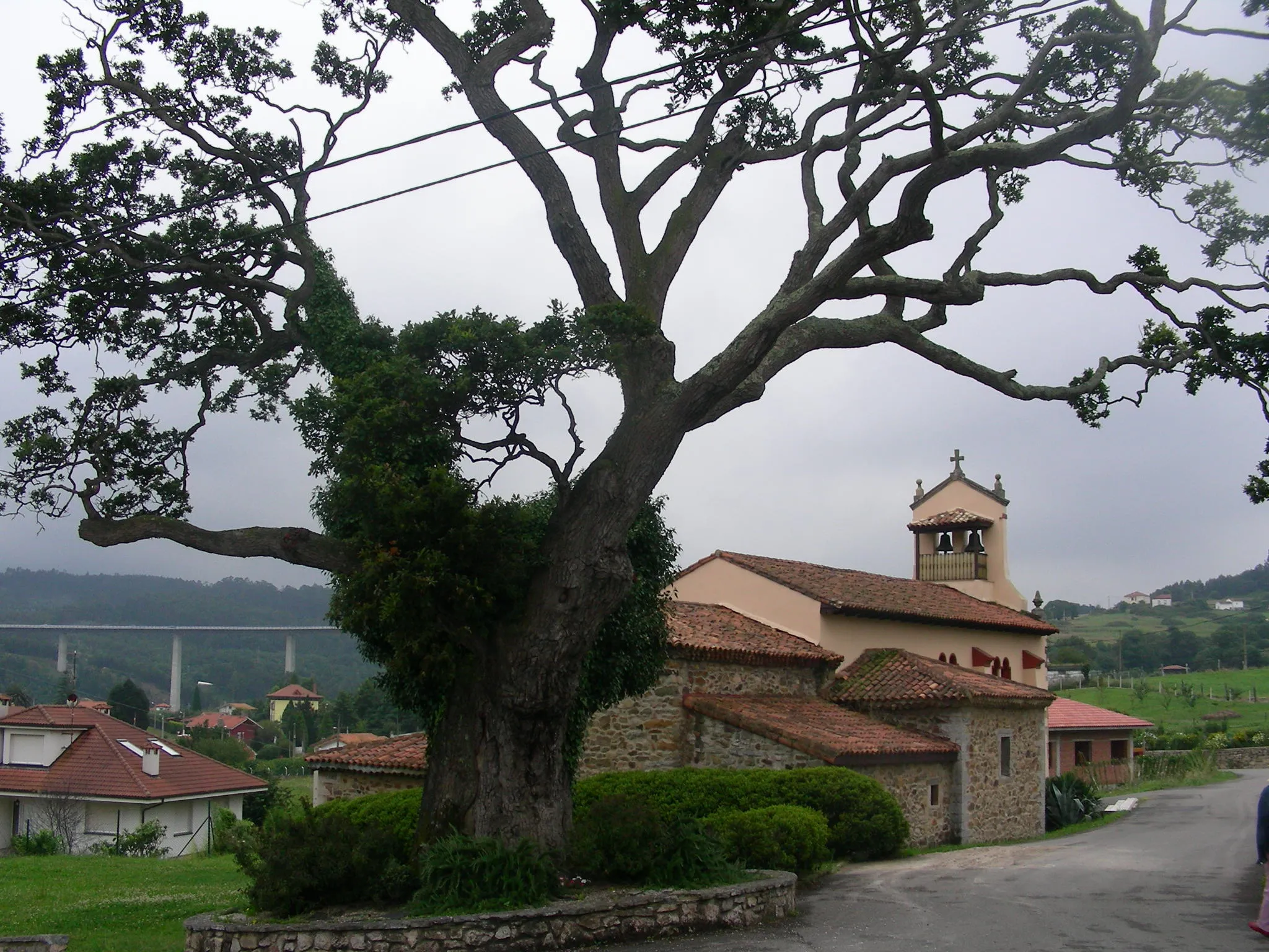 Photo showing: Roble centenario (carbayo en Asturias) e Iglesia situadas en el concejo de Castrillón.