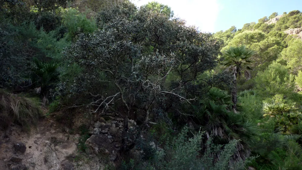 Photo showing: Encinas, pinos y palmitos en el Cabezo del Horno en Calblanque, Cartagena, España.