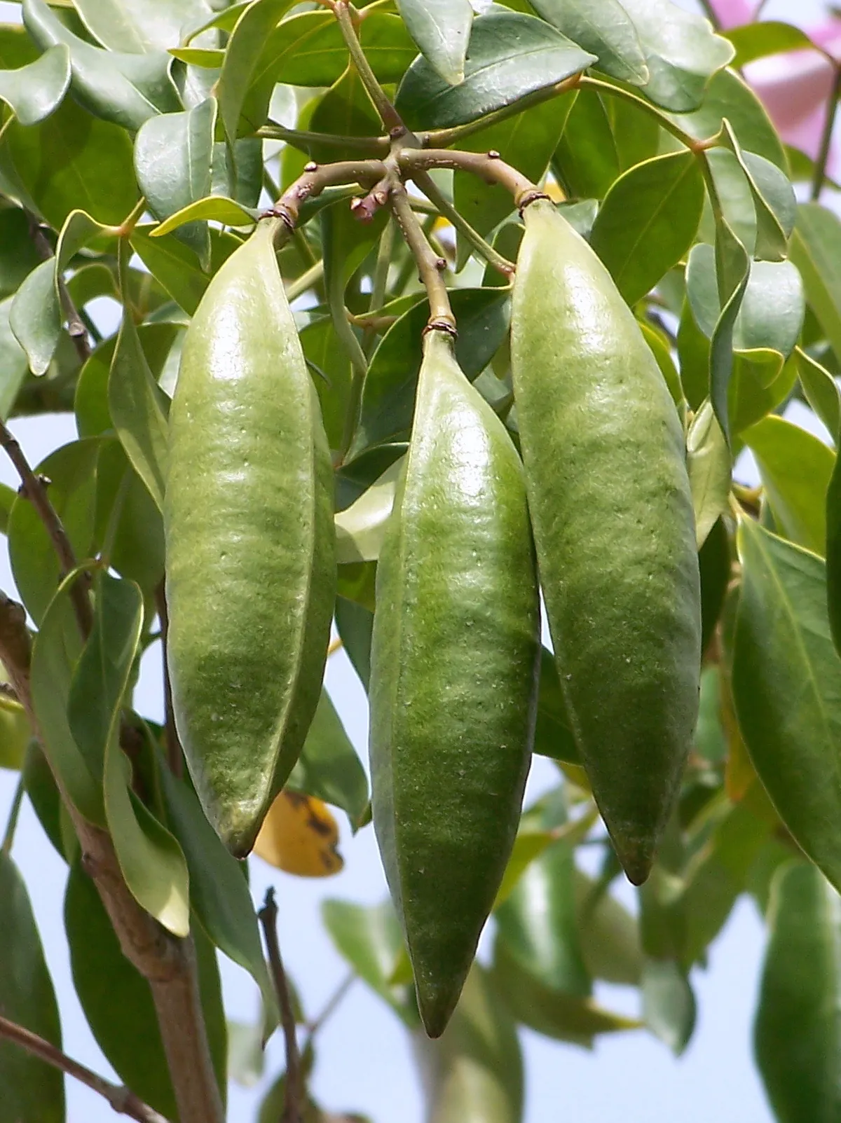 Photo showing: Pandorea jasminoides (Bignonia blanca) : Frutos (cápsulas) aún inmaduros - Cultivado/ornamental, Urbanización Monte Pinar, Orihuela (Provincia de Alicante, España).