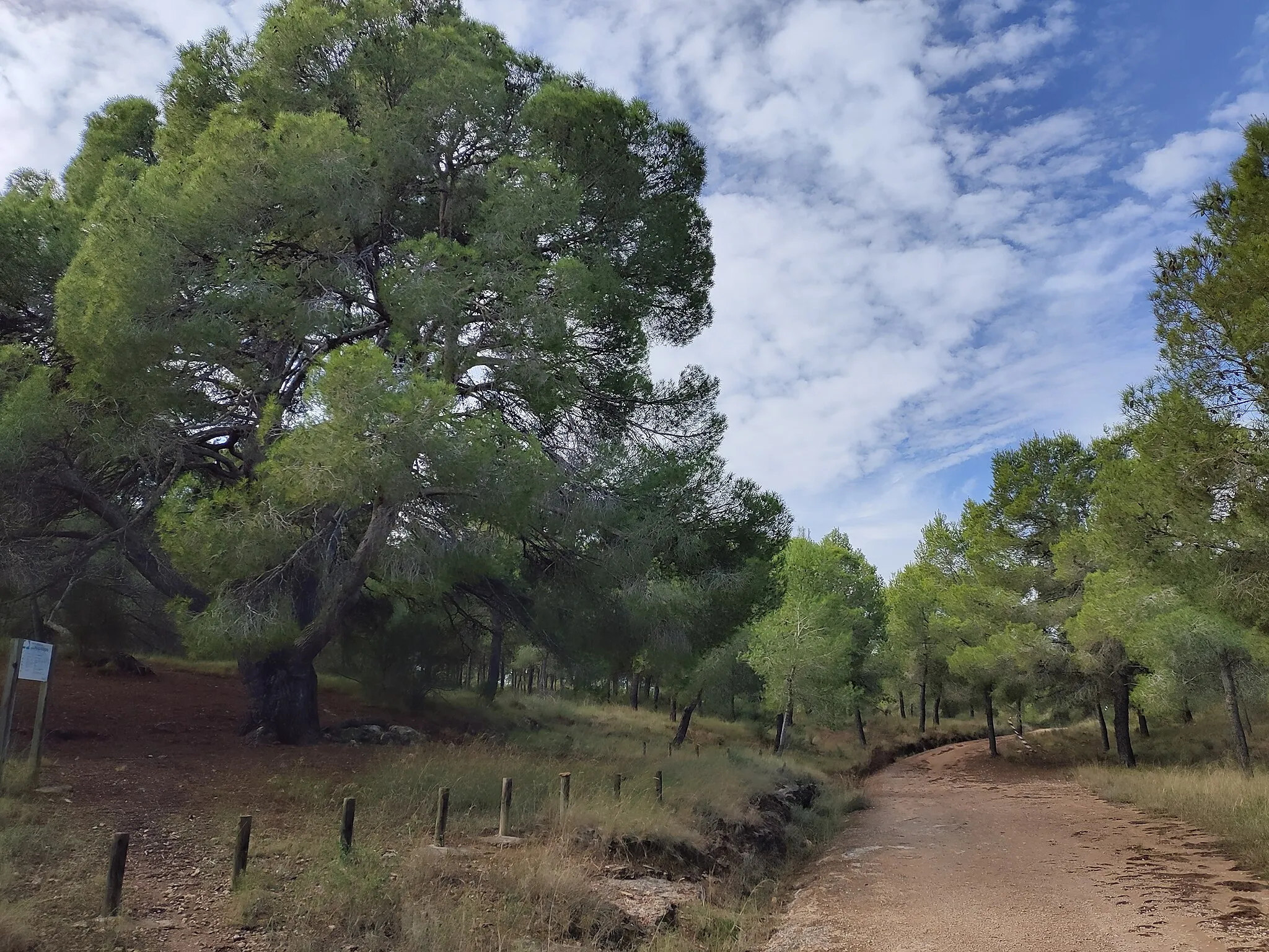 Photo showing: Pino singular que podemos encontrar en el monte público Sierra de la Muela. Alhama de Murcia