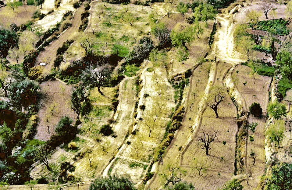 Photo showing: Terraced vegetable gardens and orchards in Aledo, Region of Murcia, Spain