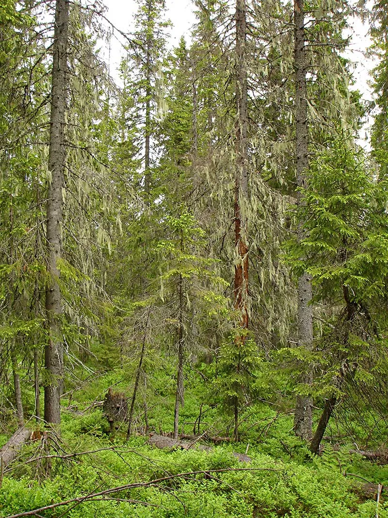 Photo showing: Lichen-rich forest in Ångermanland, Sweden. Dominating species are Alectoria sarmentosa and Usnea dasypoga, but Usnea longissima may also occur.