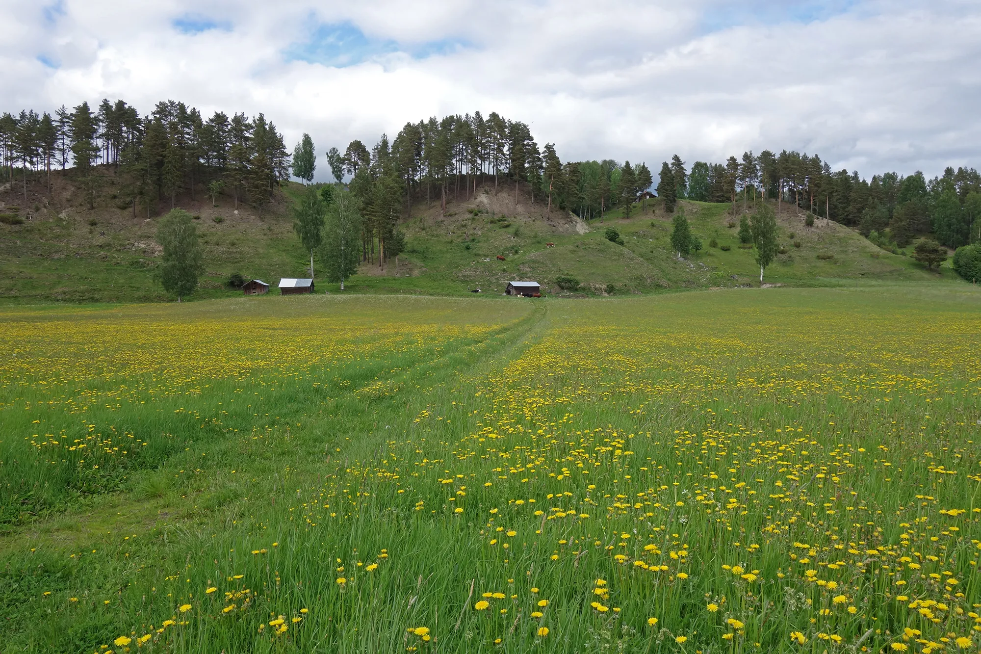 Photo showing: The pastures of the eroded river terraces in the village Höven, Resele, northern Sweden, is part of an area of national interest for nature conservation.