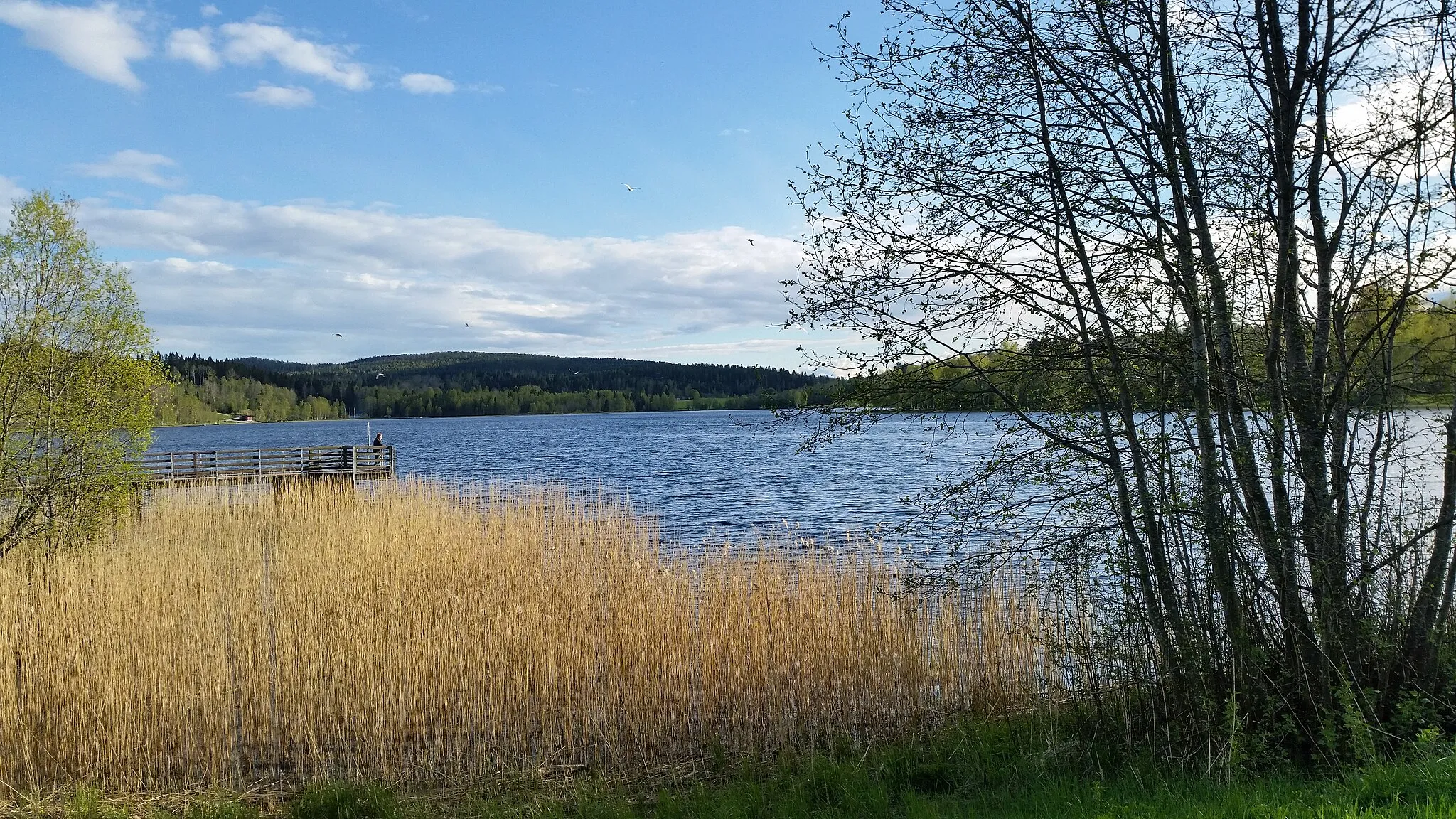 Photo showing: Sidsjön i maj