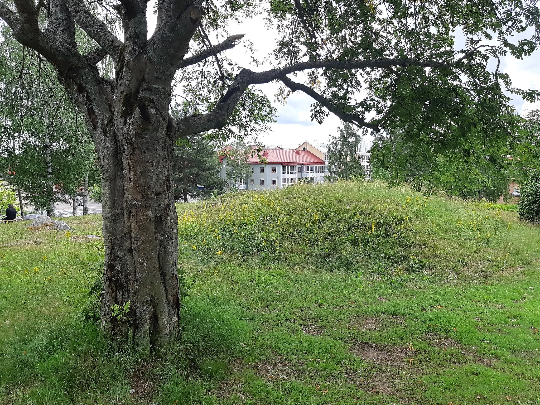 Photo showing: Bilden visar en kulle på Onbacken med husen vid Odengatan Älggatan i bakgrunden, i förgrunden ett gammalt lövträd.