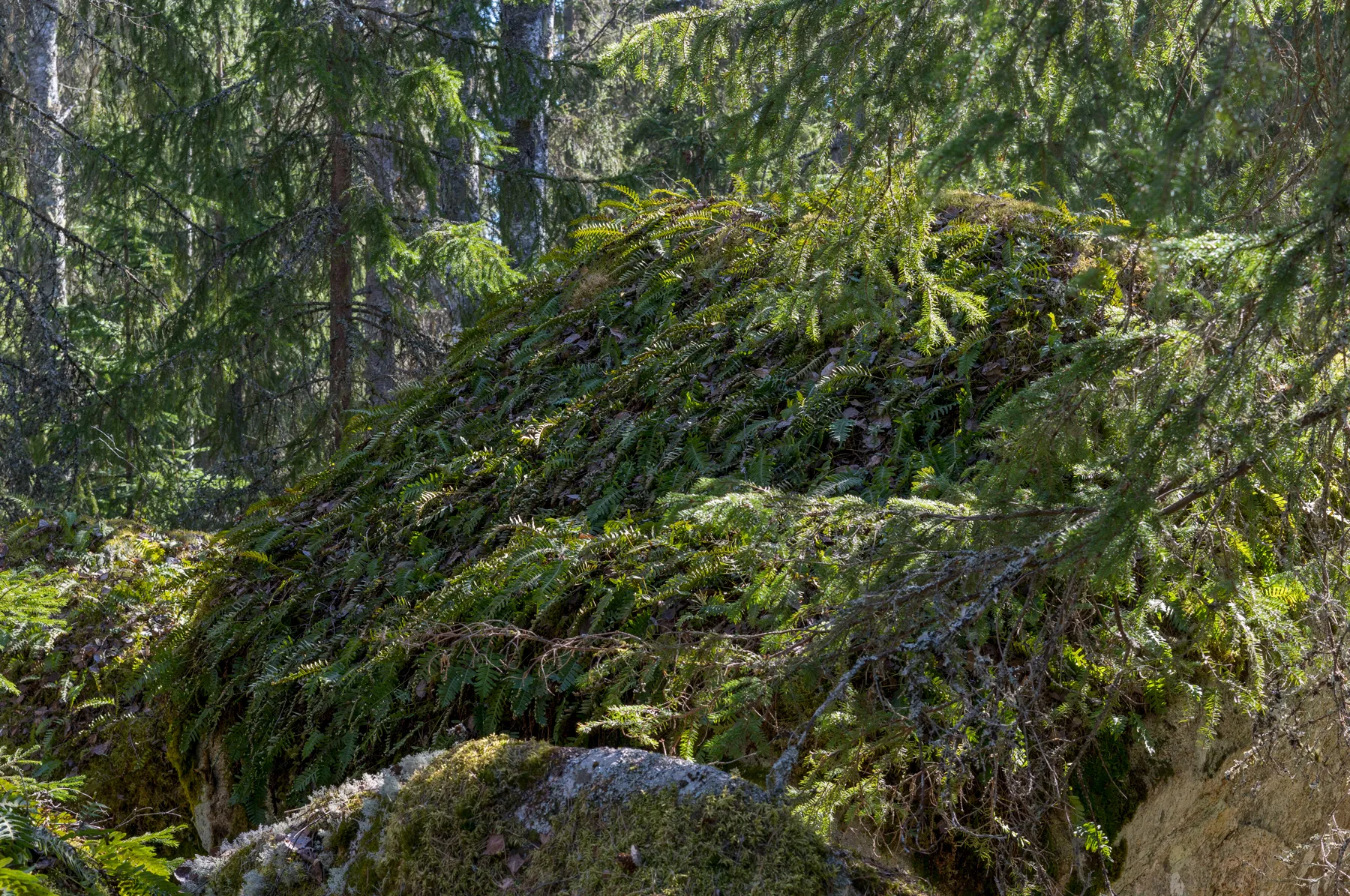 Photo showing: Stensöta på stort stenblock.