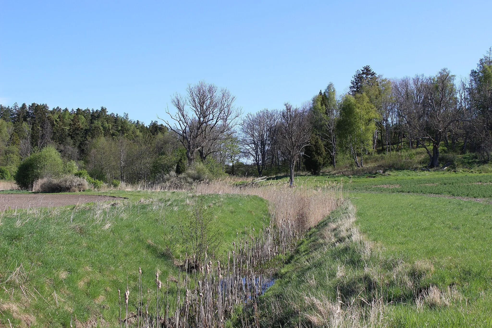 Photo showing: Brantshammarsån uppströms mot nordost.