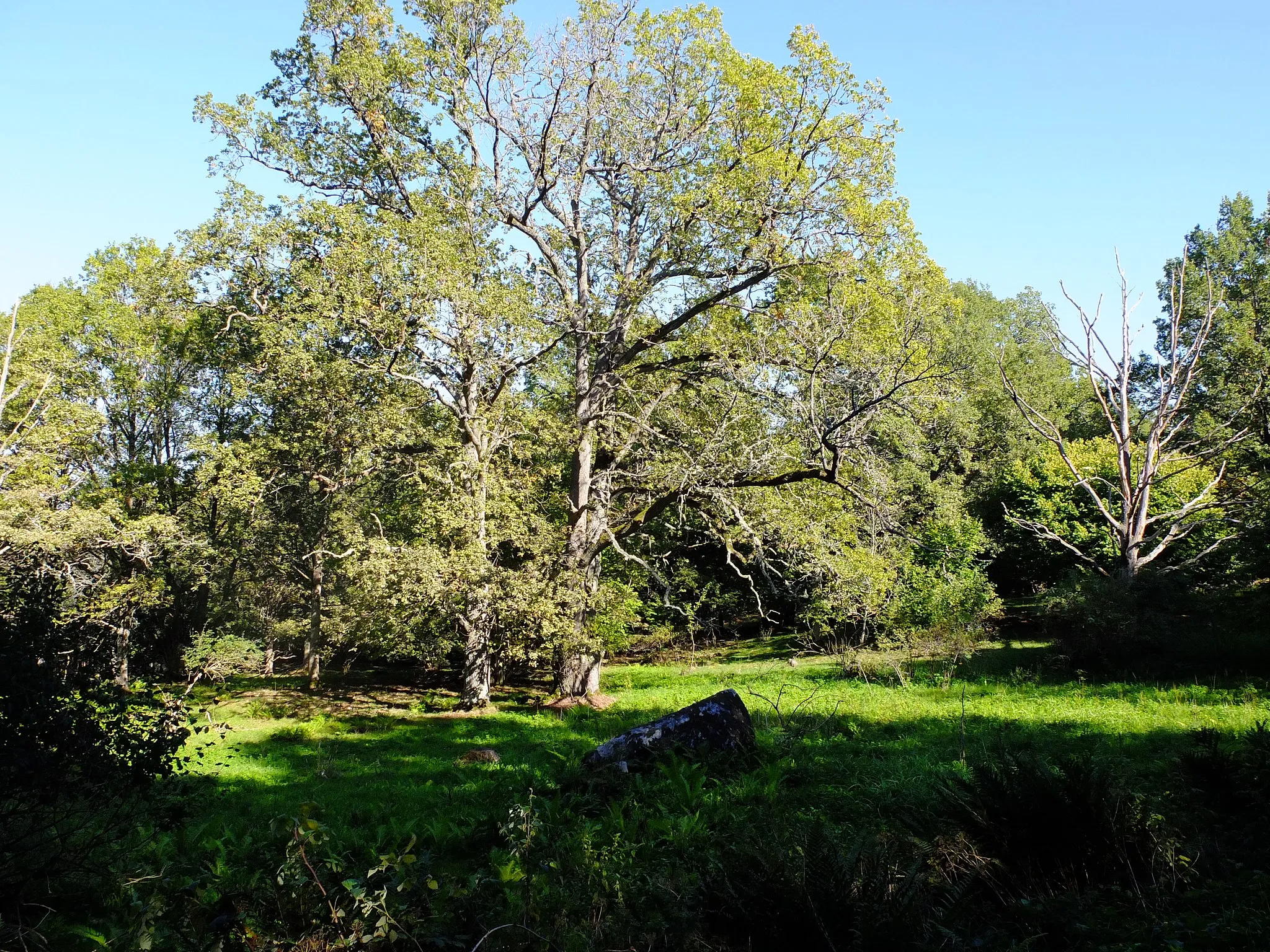 Photo showing: The nature reserve "Ekeby ekhage" outside Örebro, Sweden.