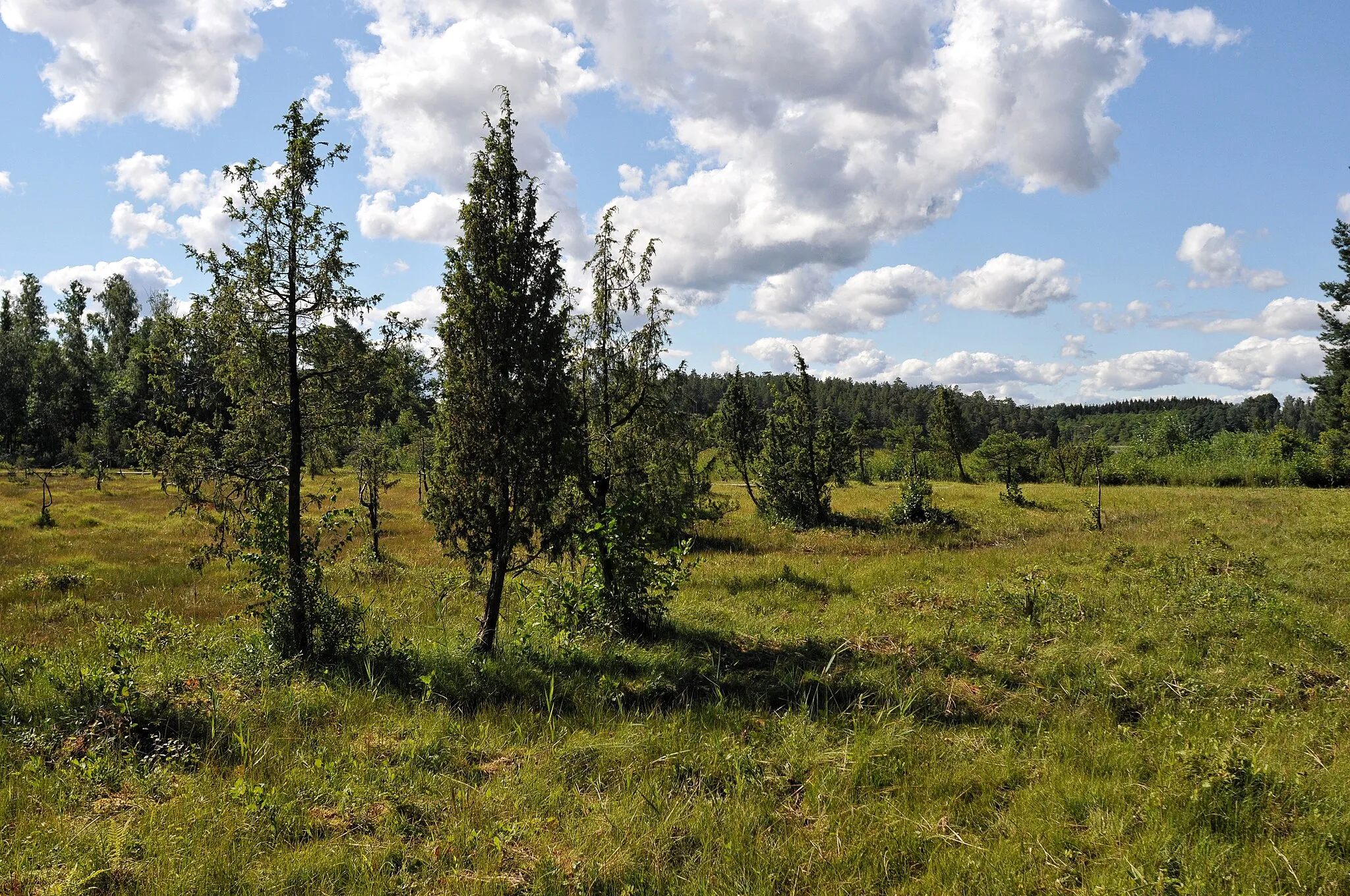 Photo showing: Bärstakärret naturreservat.