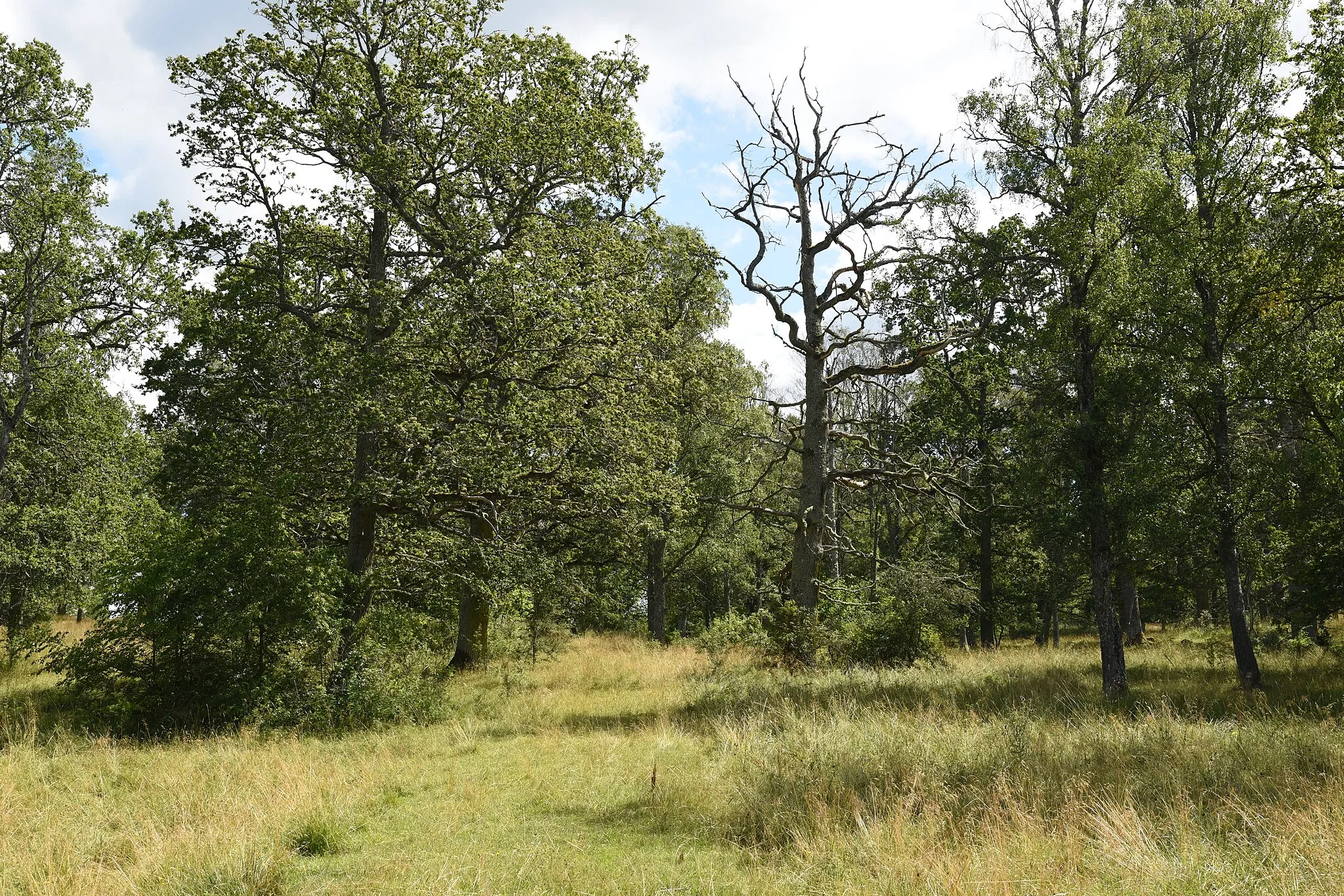 Photo showing: Brokind's nature reserve in Linköping's Municipality.