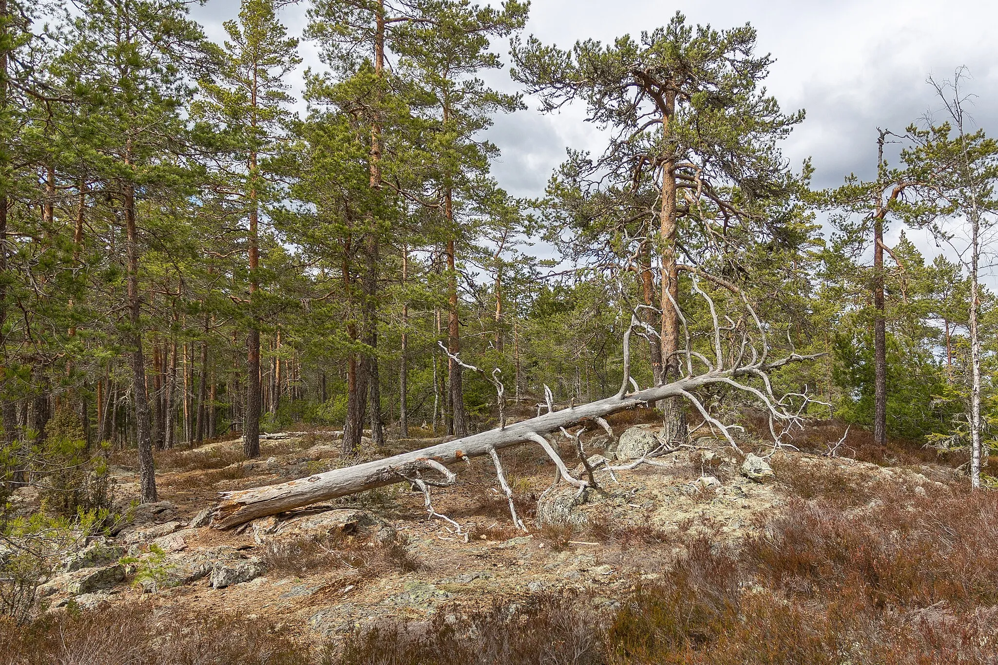 Photo showing: This is a photo of a protected natural area in Sweden with ID: 2001911 .