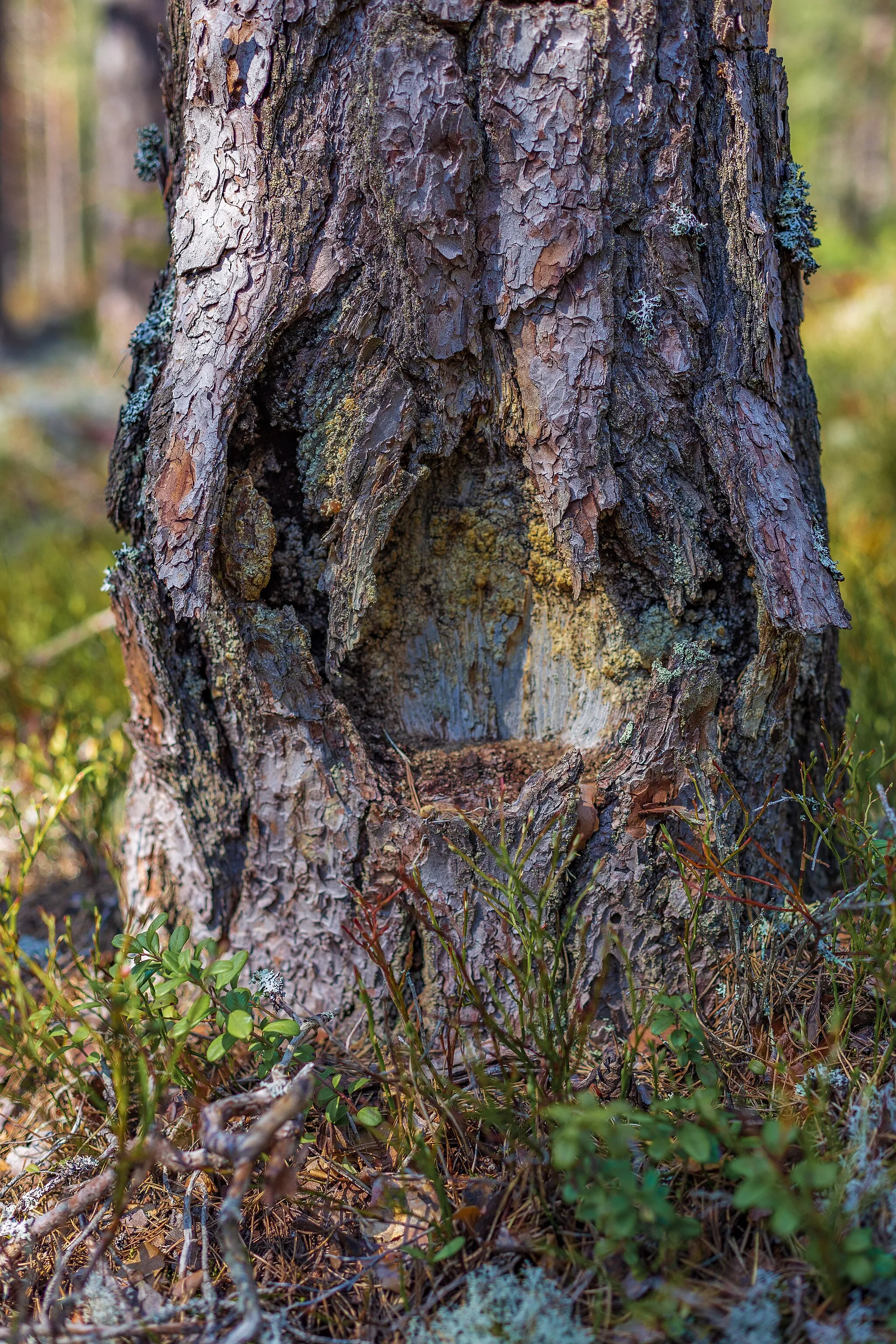 Photo showing: Gåsmyrberget, Norbergs kommun, Västmanlands län, Sverige