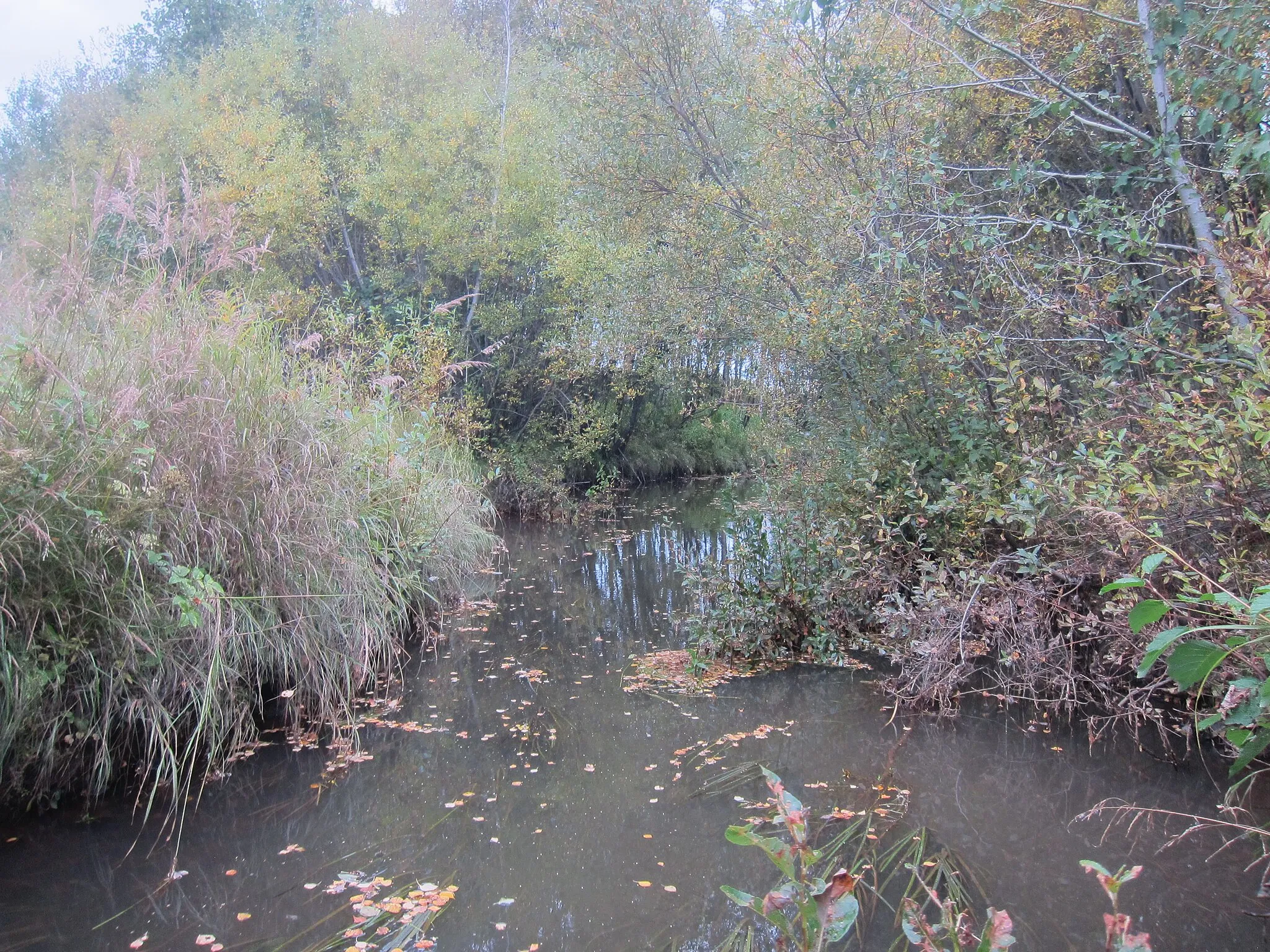 Photo showing: Degernäsbäcken i Södra Degernässlättens naturreservat.