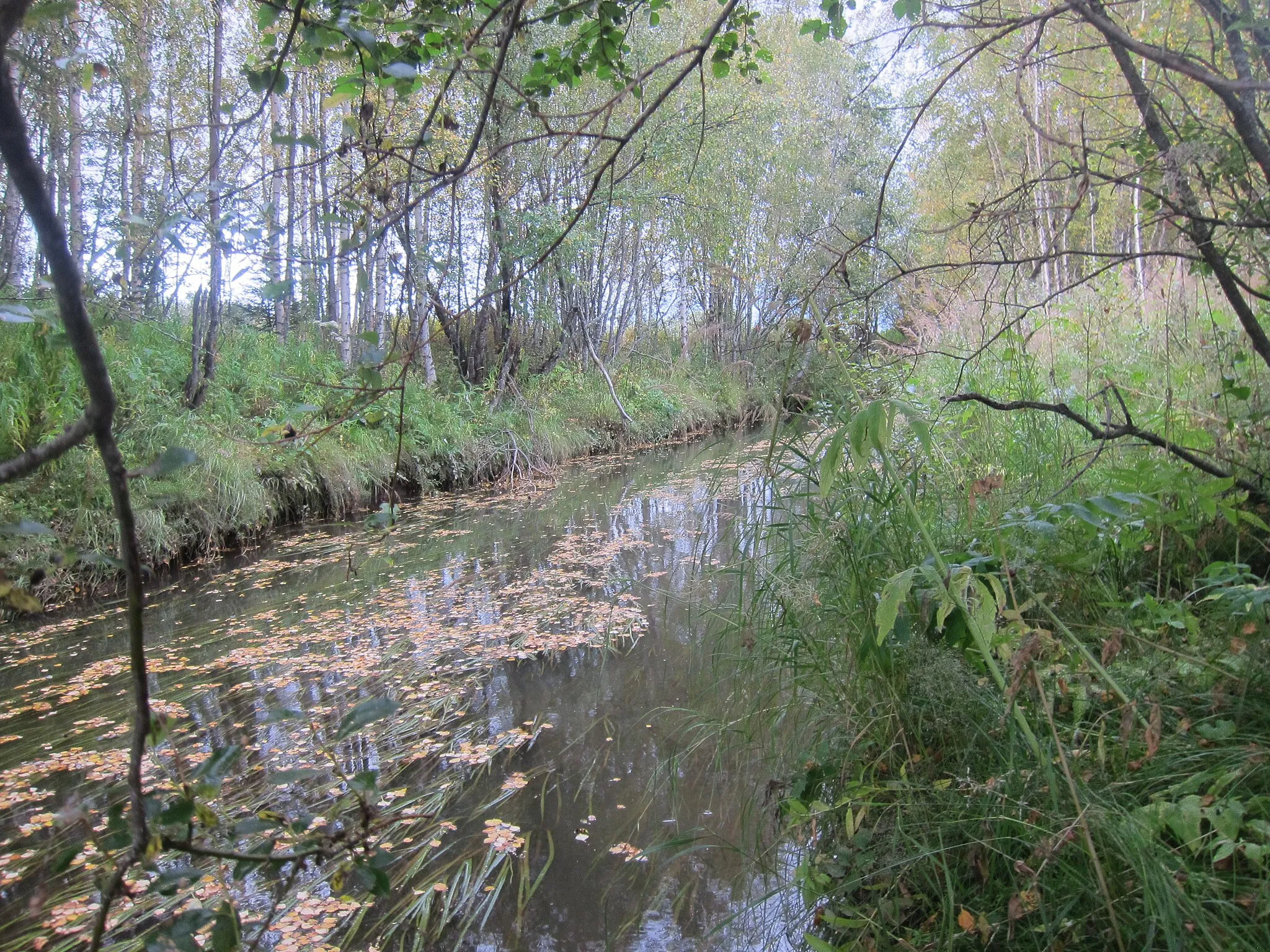 Photo showing: Degernäsbäcken i Södra Degernässlättens naturreservat.