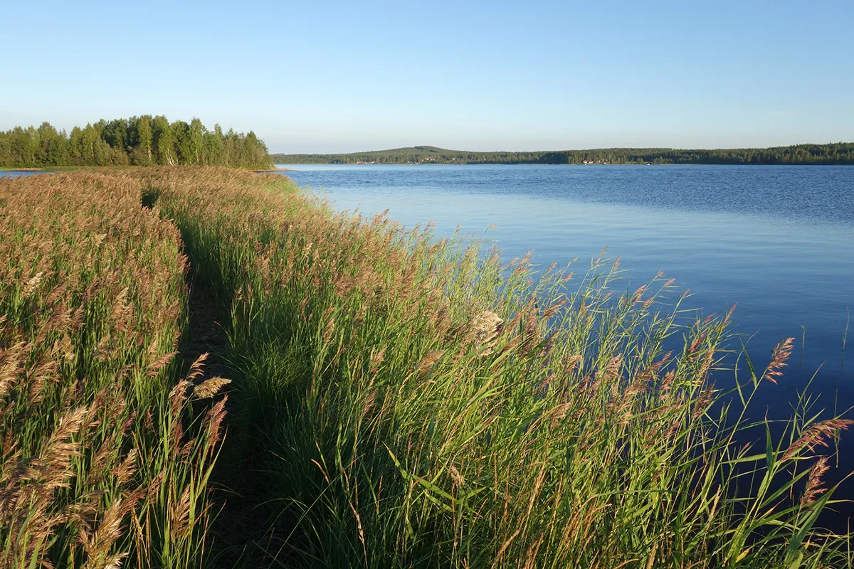 Photo showing: Lake Burträsket in Västerbotten, Sweden, viewed from the long island of Smedjeholmen, which is part of an esker running through the lake.