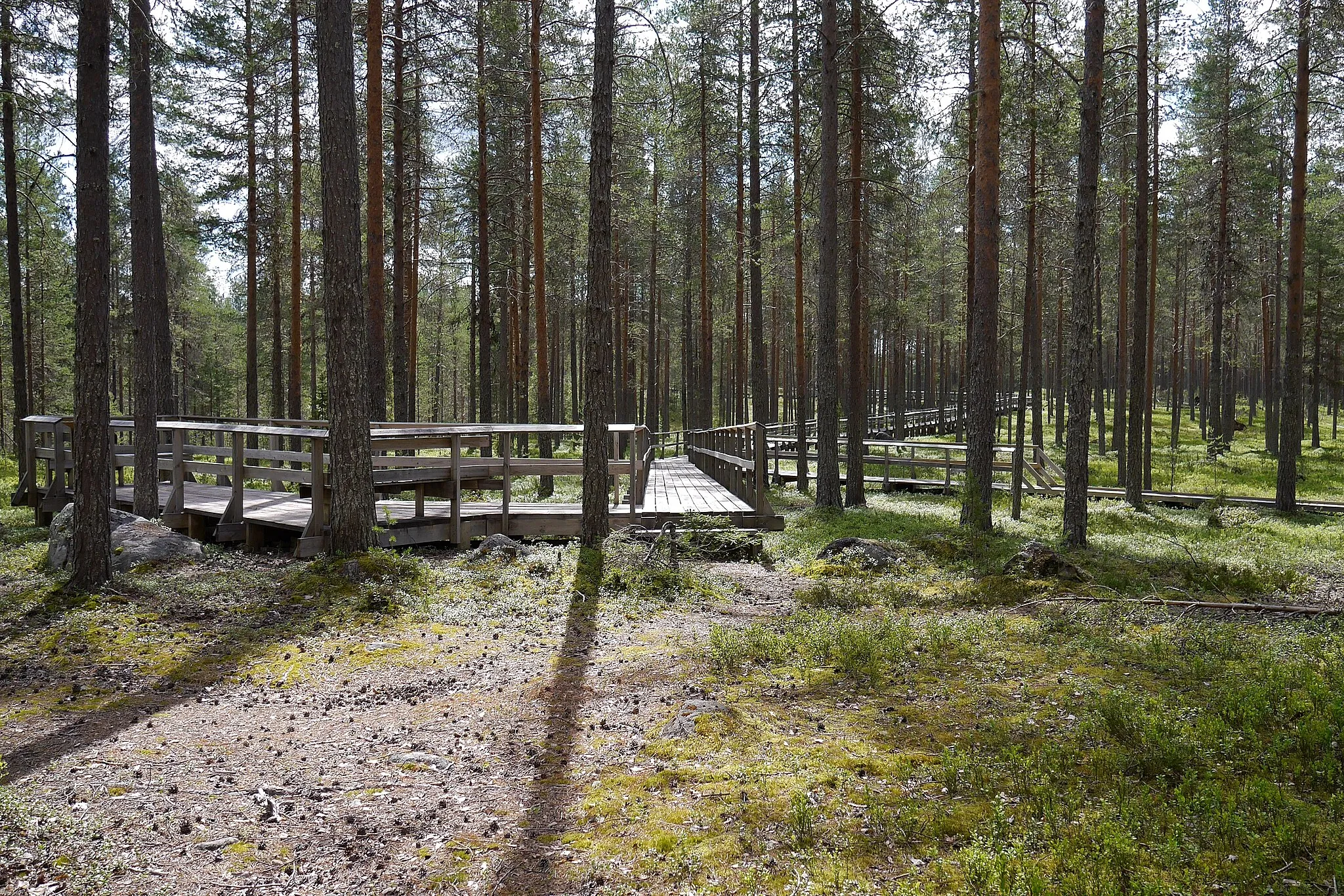 Photo showing: Fattenborg är ett naturreservat i Töre socken, Kalix kommun. I området finns ett stort antal gravar/stensättningar, boplatsvallar och gångsystem från den äldre bronsåldern.
Spång över tallhed.

Bild tagen sommaren 2016.