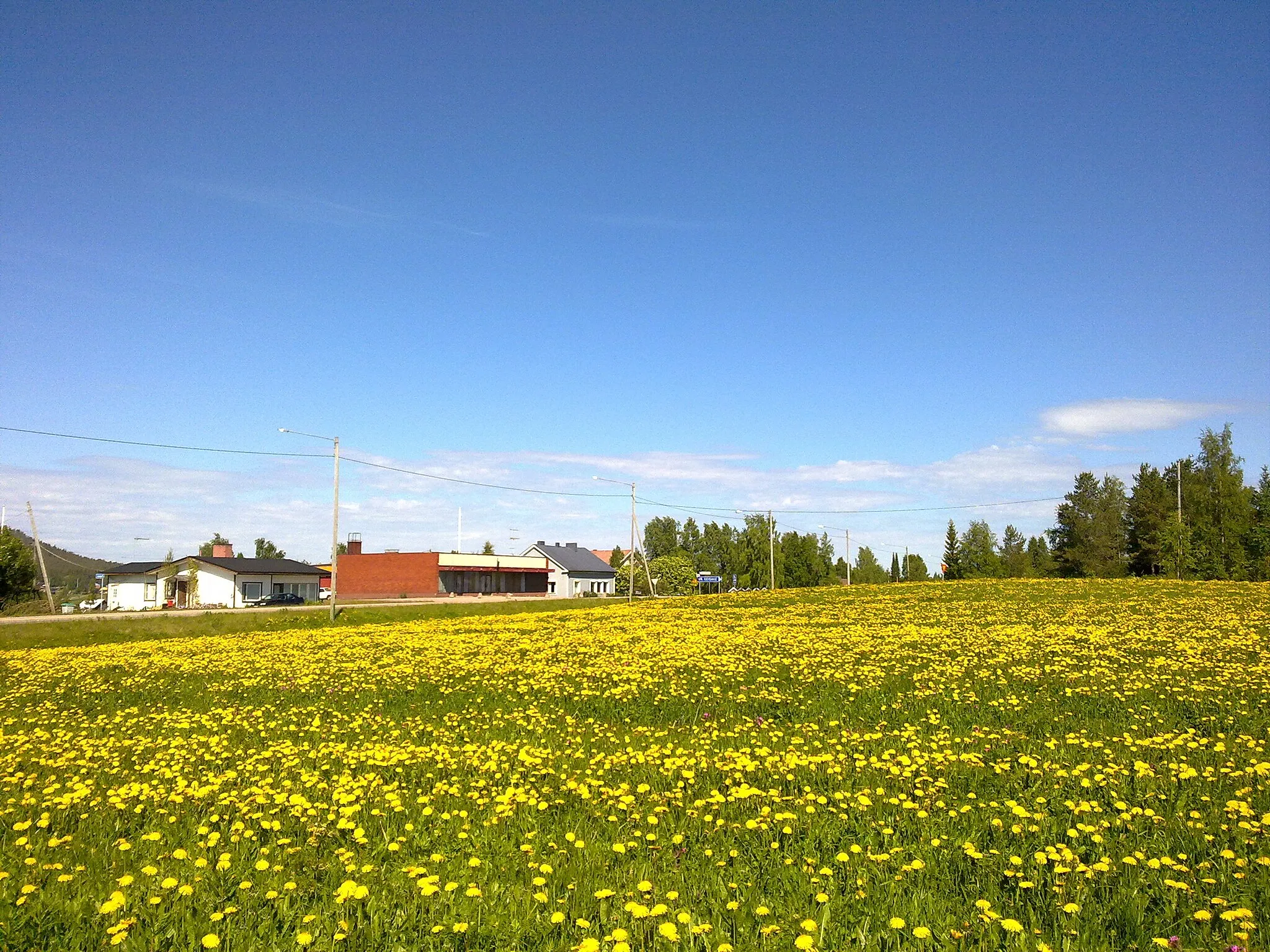 Photo showing: A view to the small town of Turtola across a field of dandelions. The elementary school of Turtola is located across the road in the middle behind the other buildings (red tile roof can be seen).