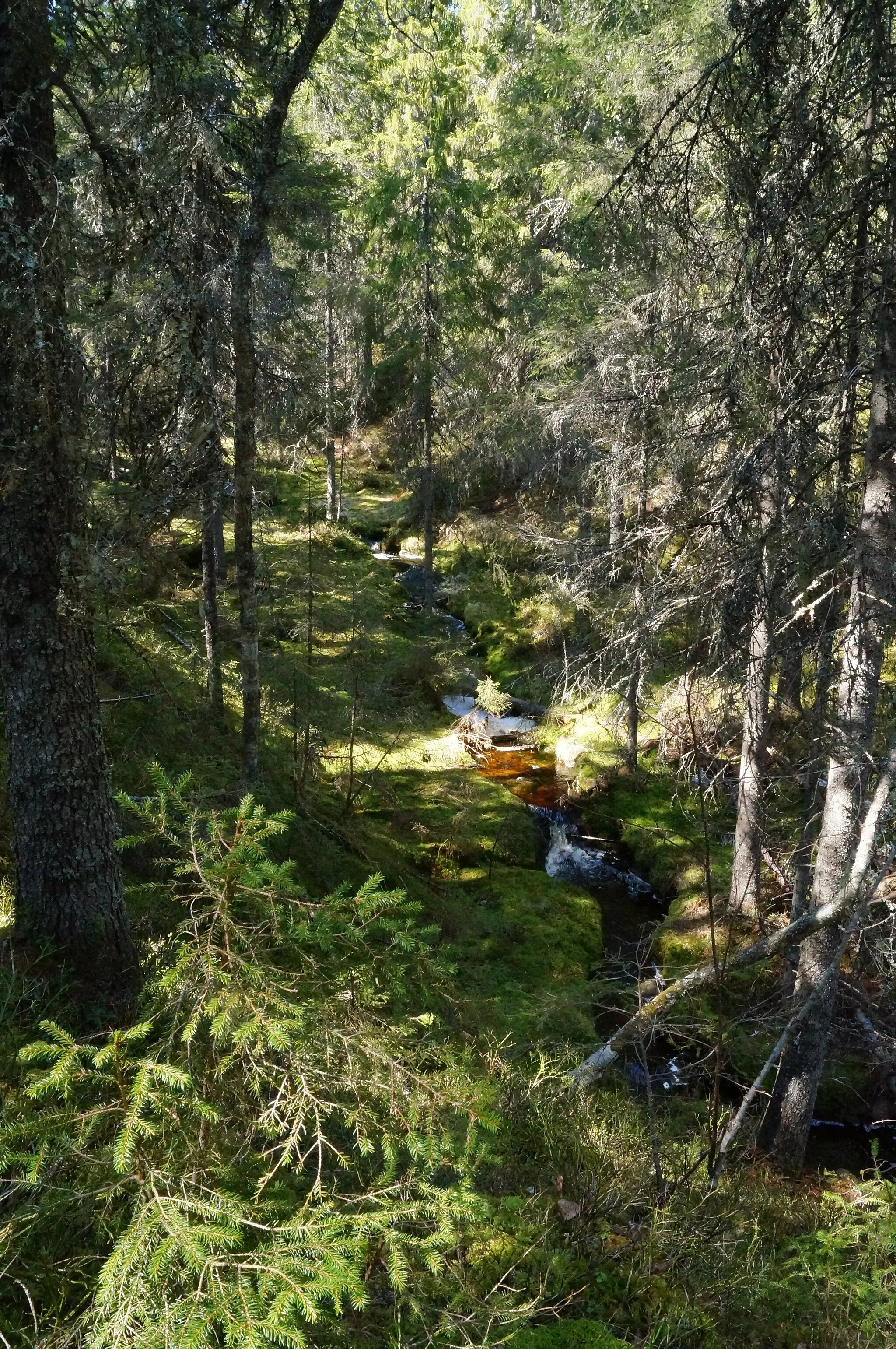 Photo showing: En liten bäck som rinner igenom hela Bjännberget naturreservaten.