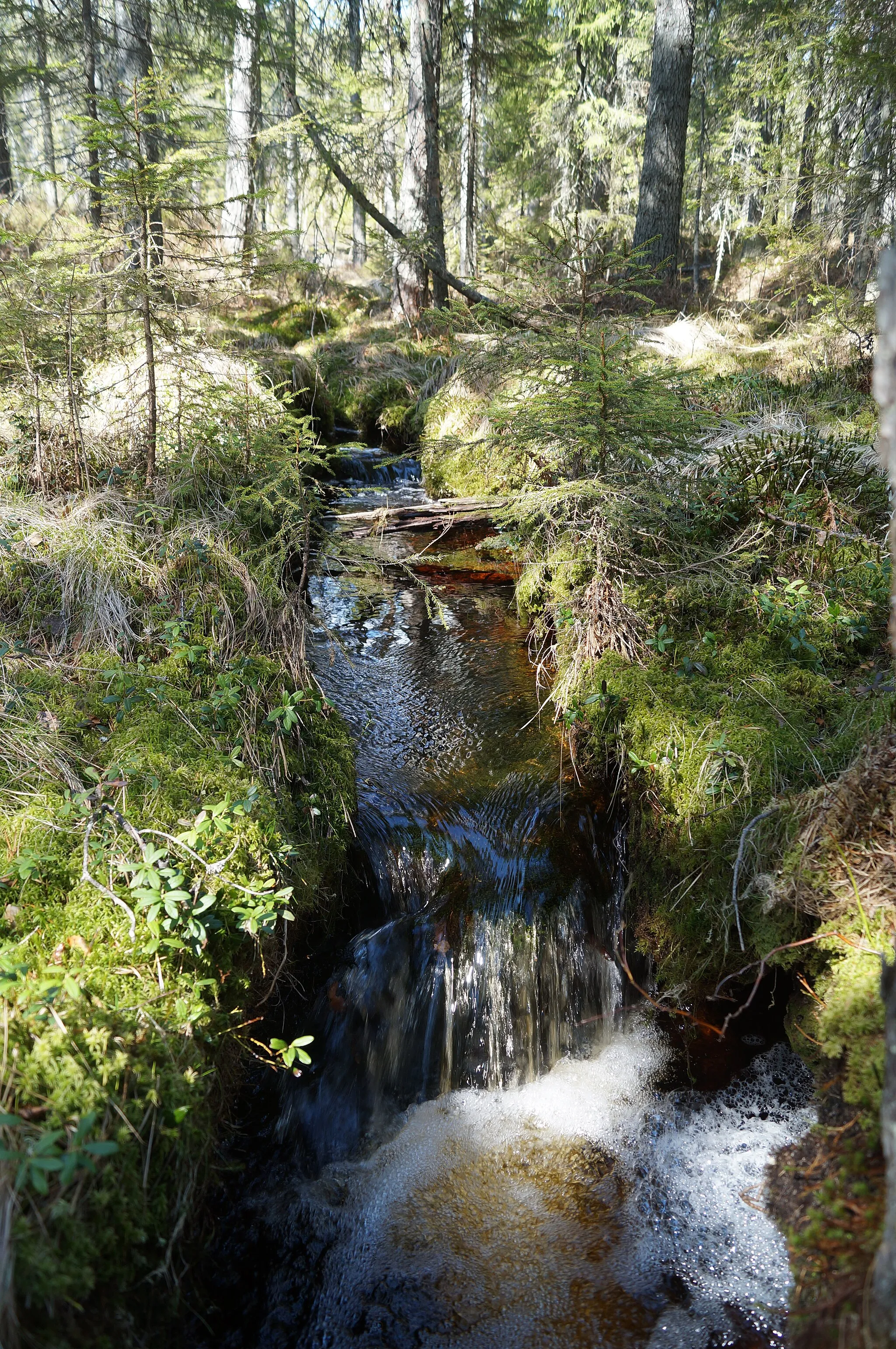 Photo showing: Hömyrbäcken, våren, liten vattenfall