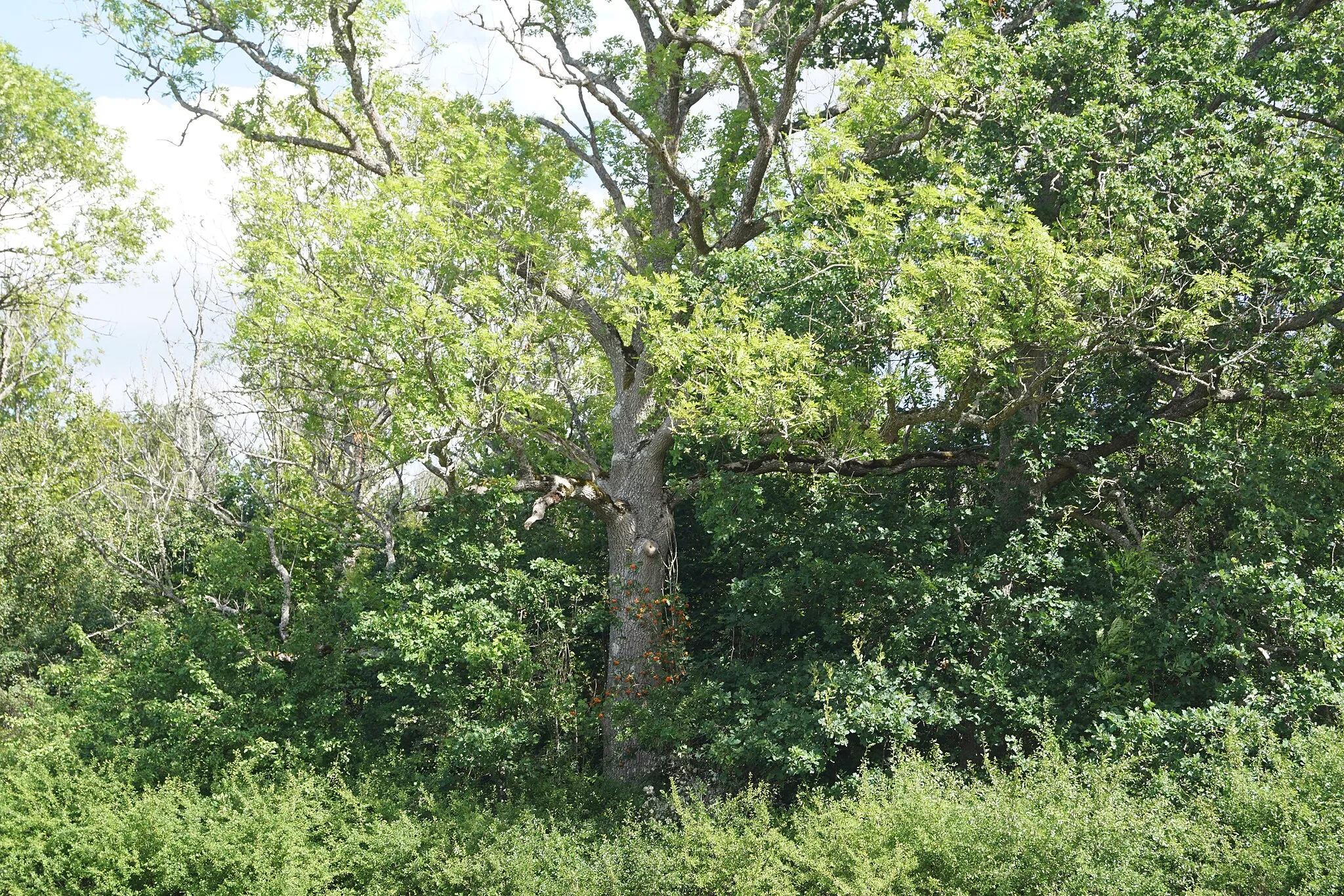 Photo showing: Blankaviken nature reserve near Blankaholm, Västervik Municipality, Kalmar County, Sweden