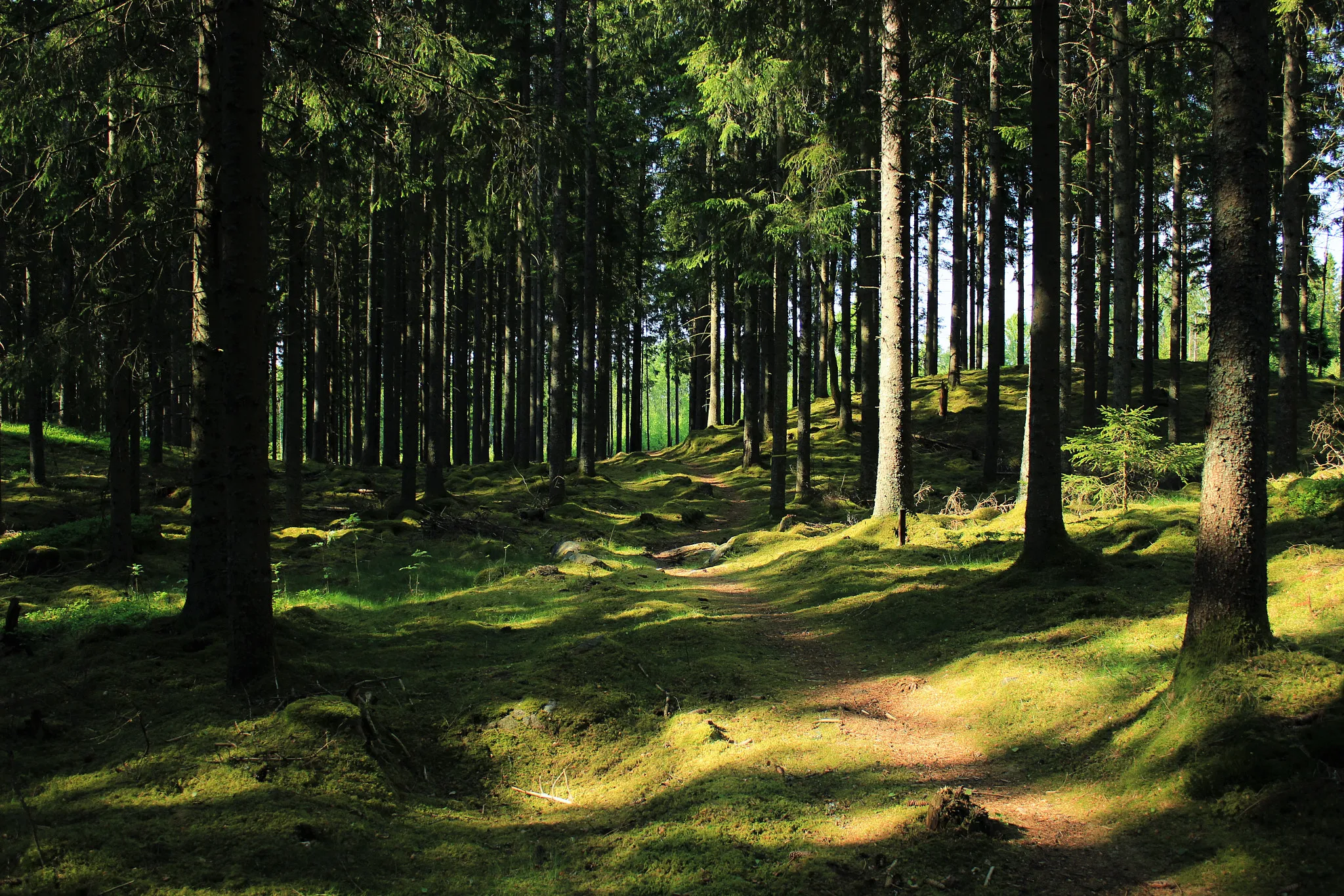 Photo showing: 500px provided description: lovely way to walk [#forest ,#sun ,#green ,#canon ,#sweden ,#photography ,#amelieschneider ,#woistderhobbit?]