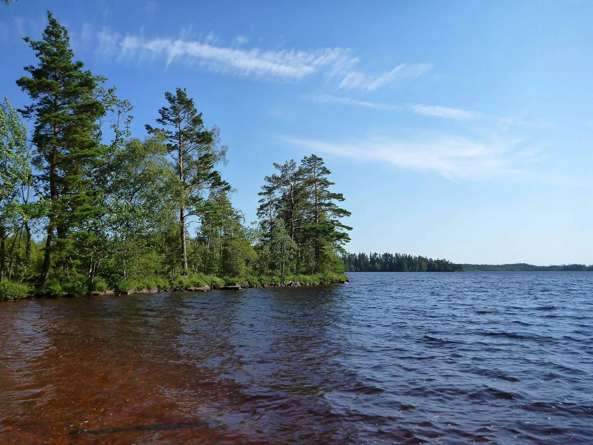 Photo showing: Lake Jällunden at a natural bight. The brown color of the water originates from the turf ground of the forest around the lake