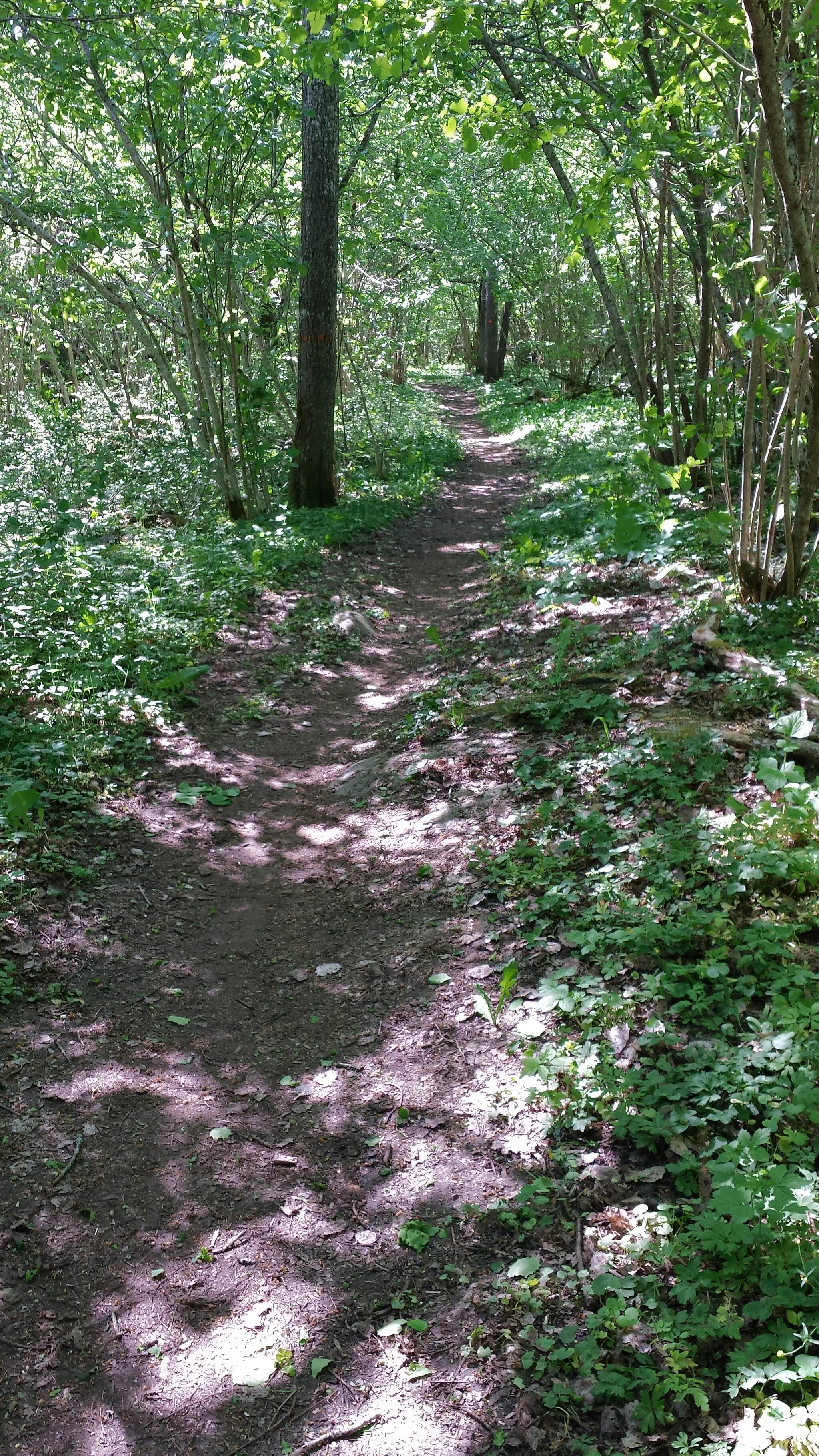 Photo showing: Flowy trail