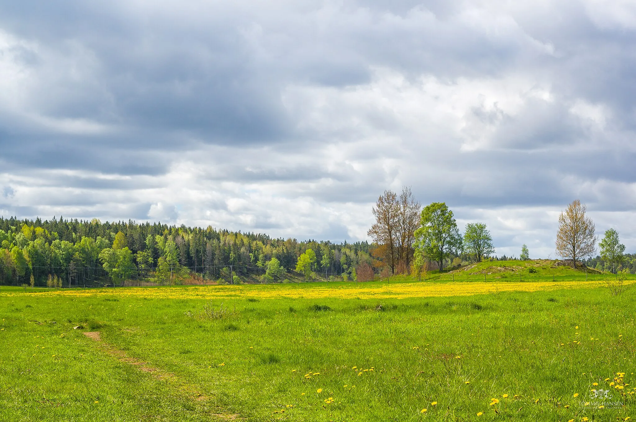 Photo showing: Meadow, dandelions and forest  - Angarnssjöängen, Stockholm
