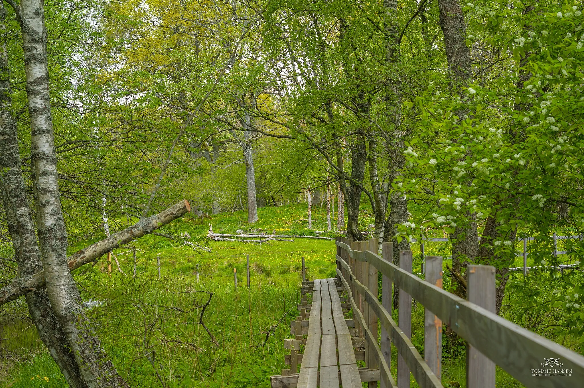 Photo showing: Path in the forest - Angarnssjöängen, Stockholm