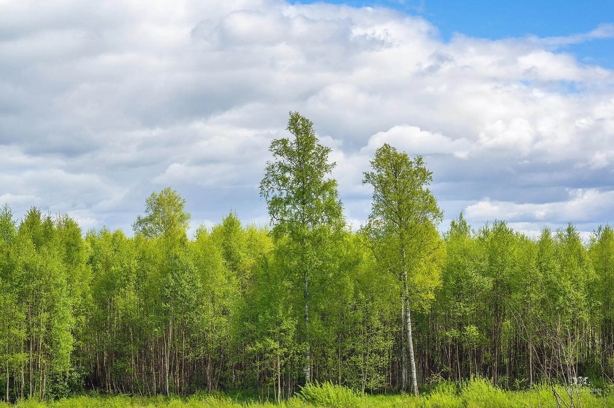 Photo showing: Forest trees - Angarnssjöängen, Stockholm