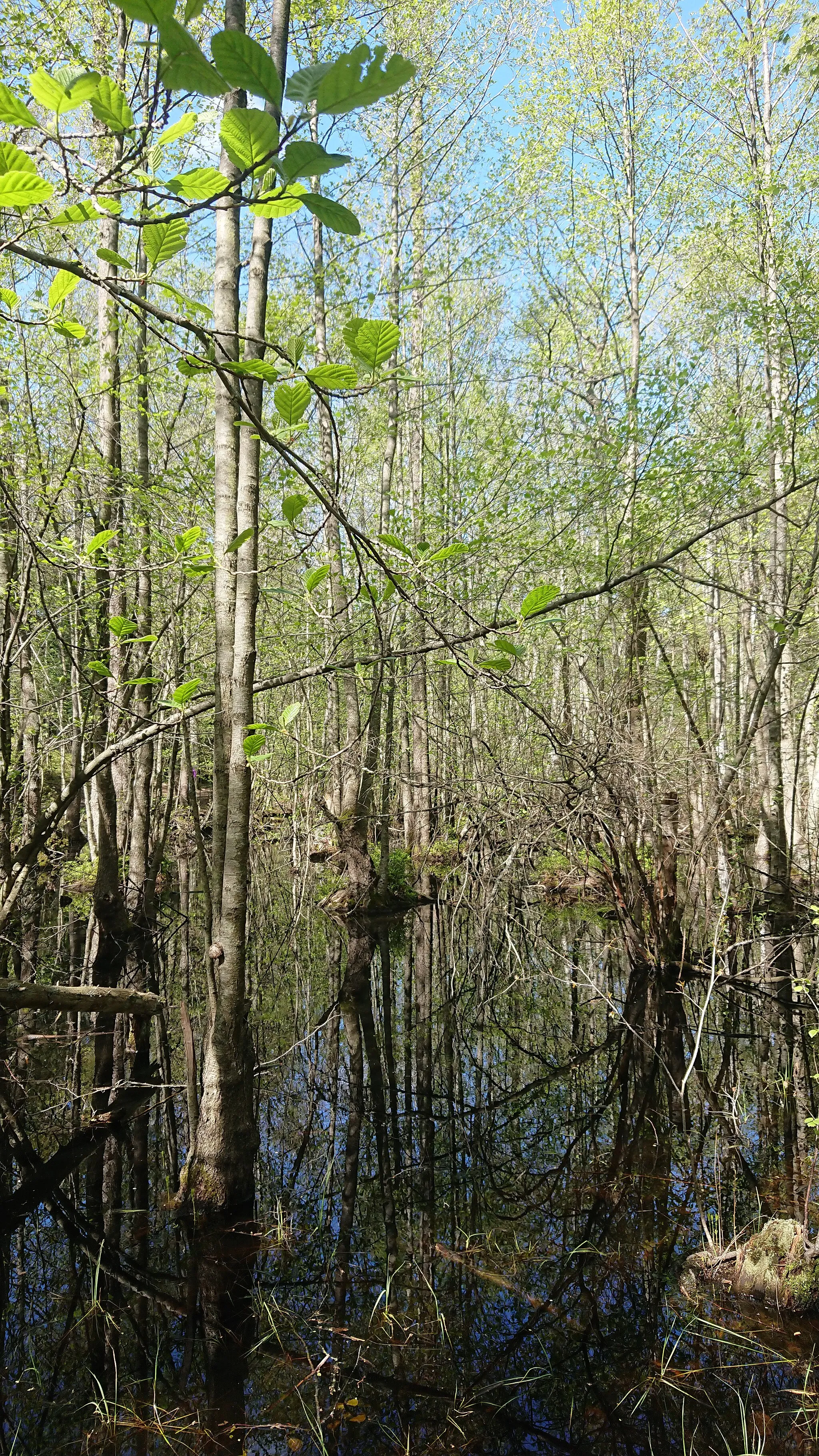 Photo showing: Träd i Solbergaskogens centrala lövsumpskog.