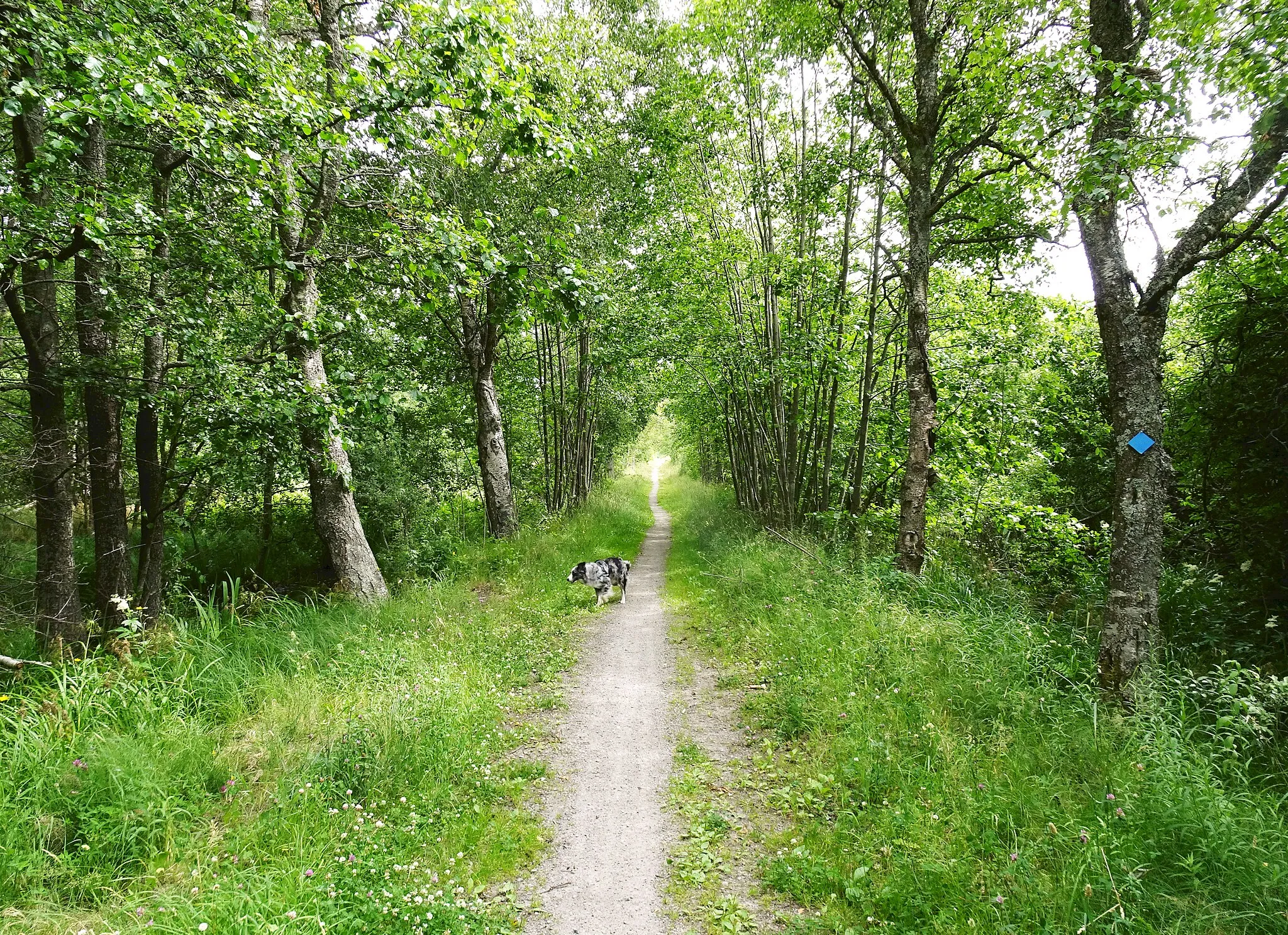 Photo showing: Almnäs gårds gamla allé