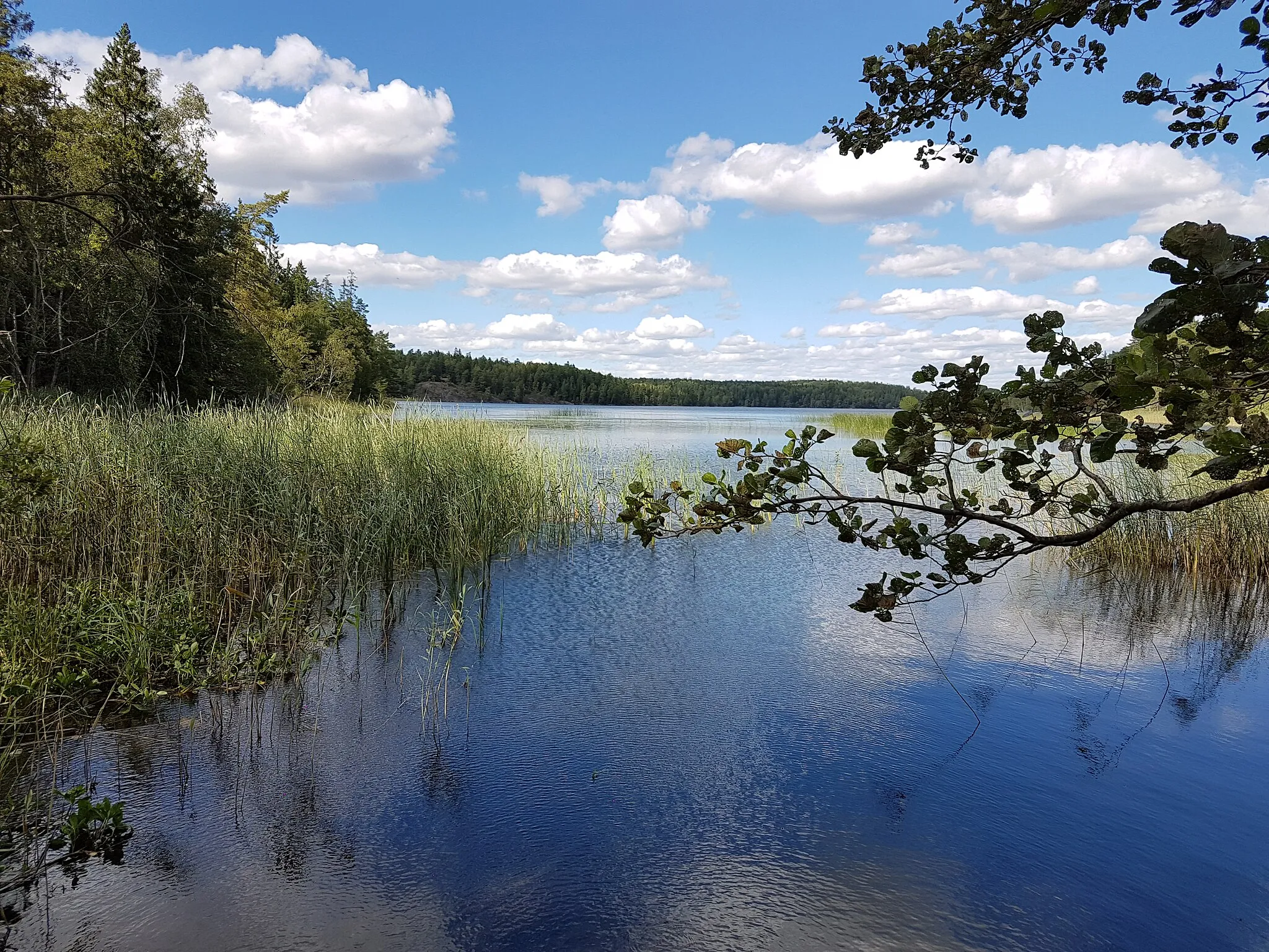 Photo showing: Stora skogssjön i Botkyrka kommun, 31 juli 2016.