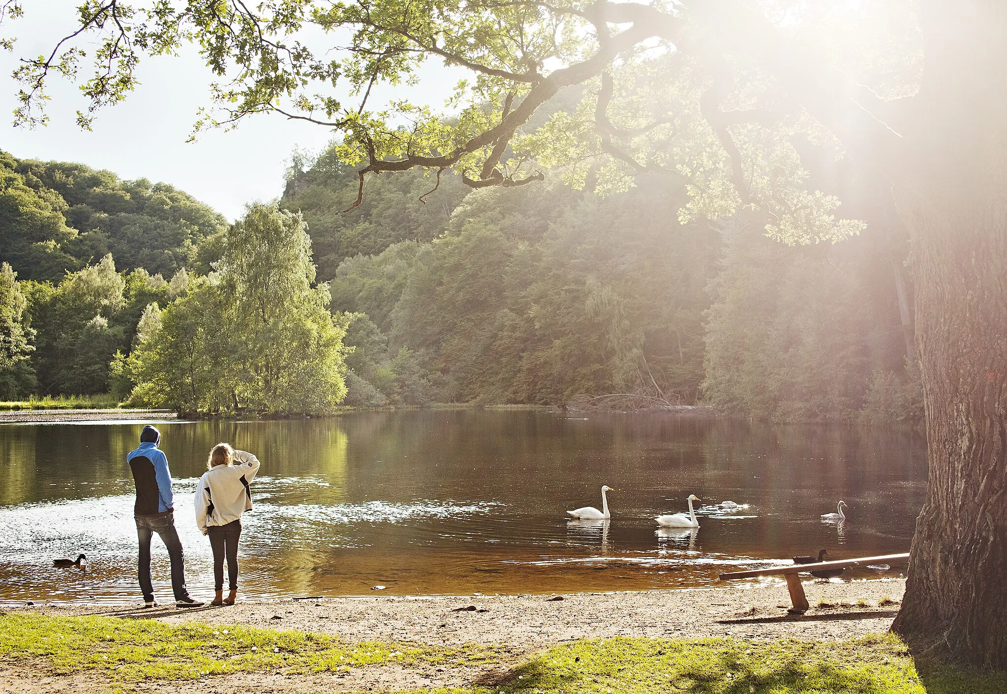 Photo showing: Sjö i Ljungbyhed.