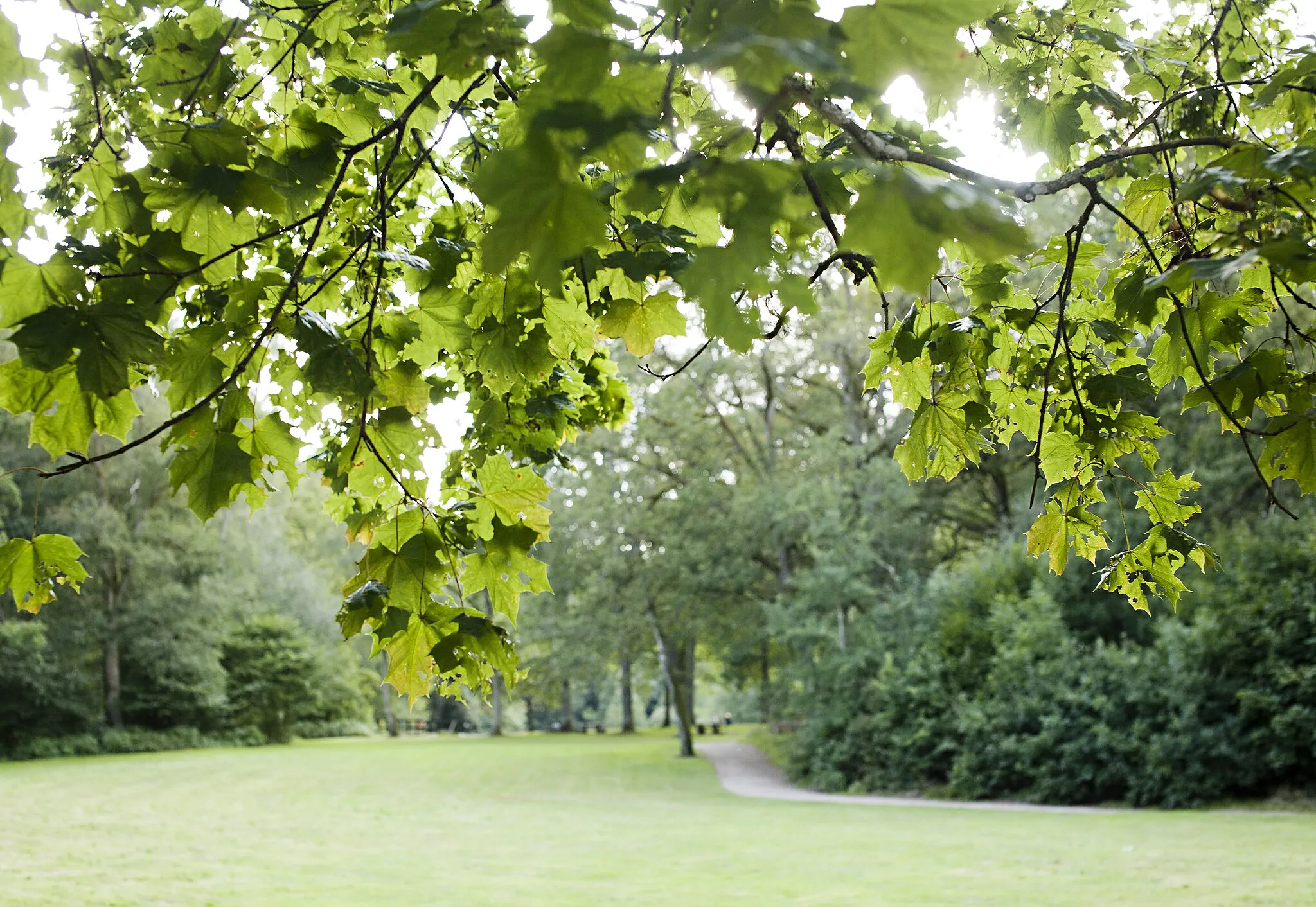 Photo showing: Grönområde i Ljungbyhed.