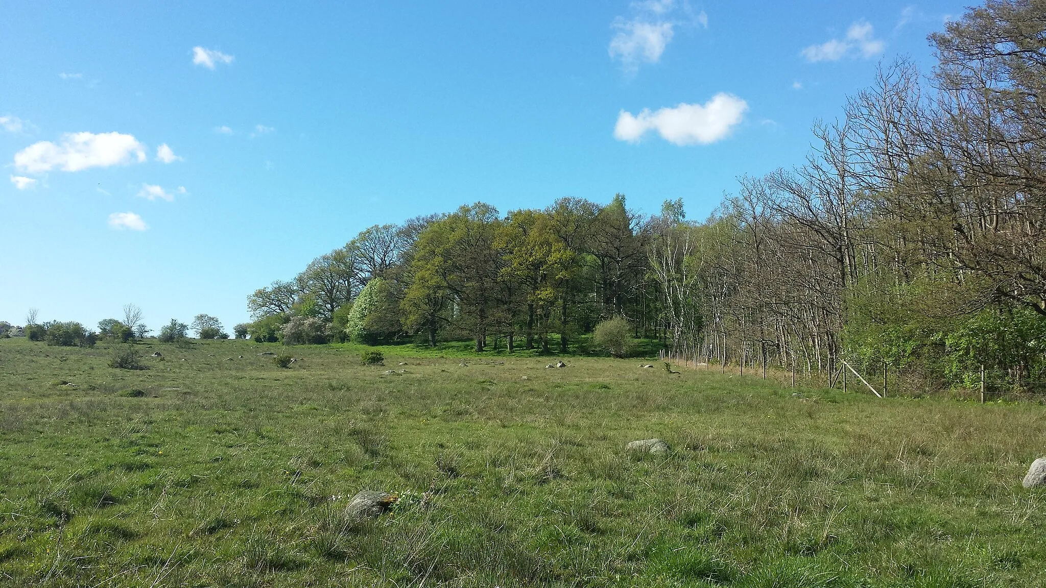 Photo showing: Standing in Dalby Hage looking towards Dalby Norreskog Nature Reserve. Scania, Sweden - May 2015.