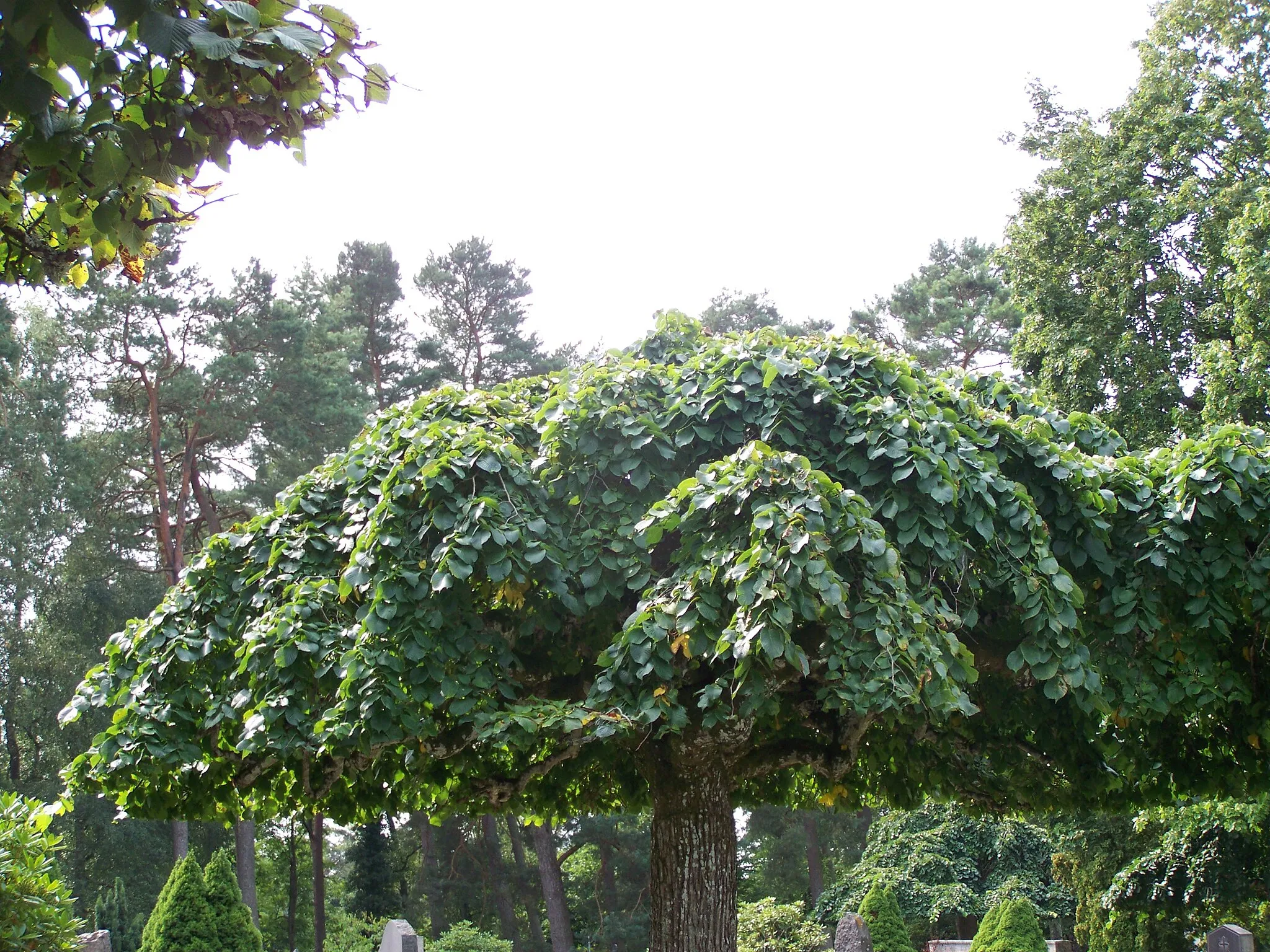 Photo showing: In Kallinge, Schweden.

Bredåkra Kirchhof