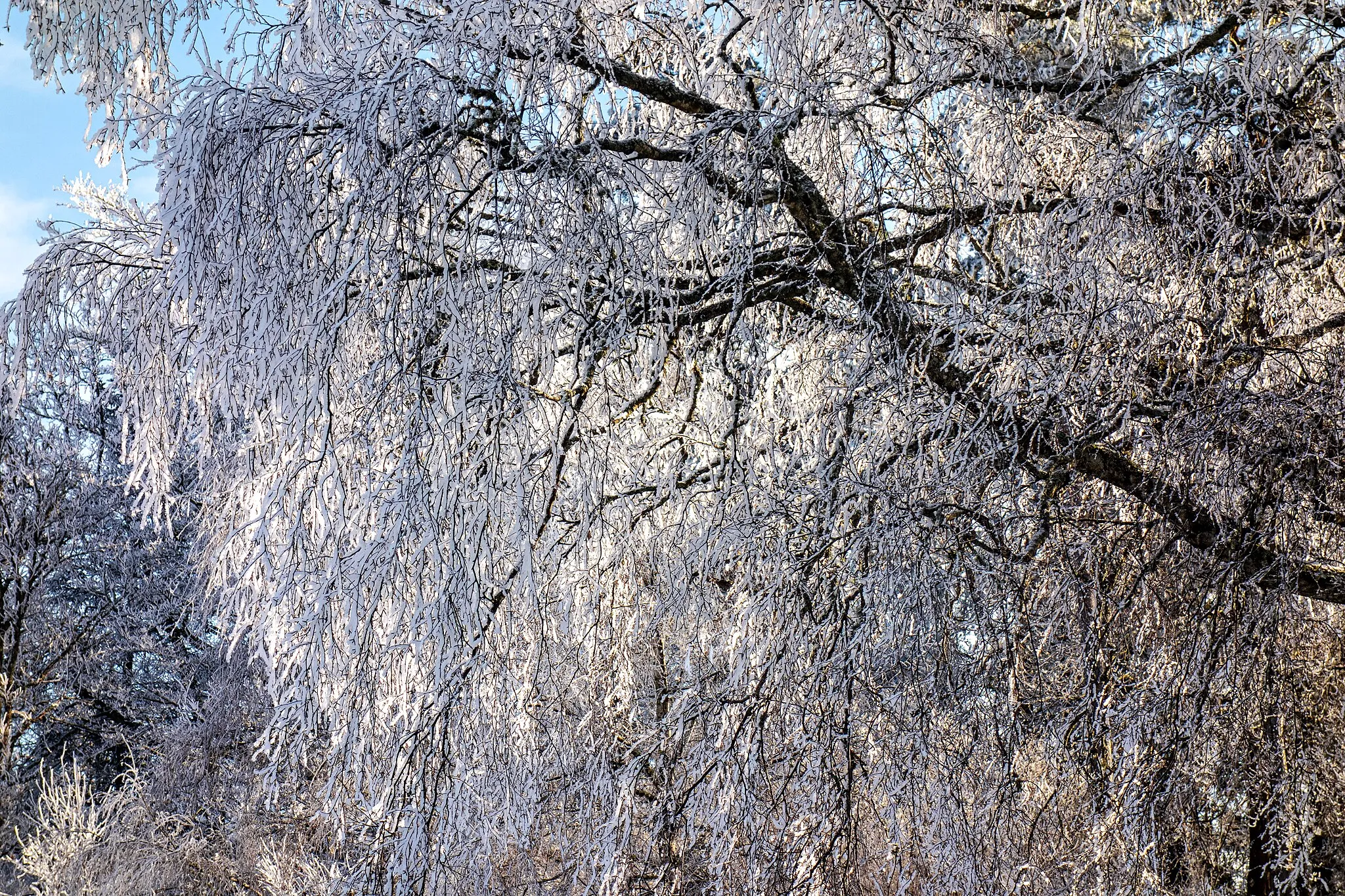 Photo showing: Birch (Betula pendula) covered with ice and frost in  Lyckan, Hunnebostrand, Smögen Municipality, Sweden.